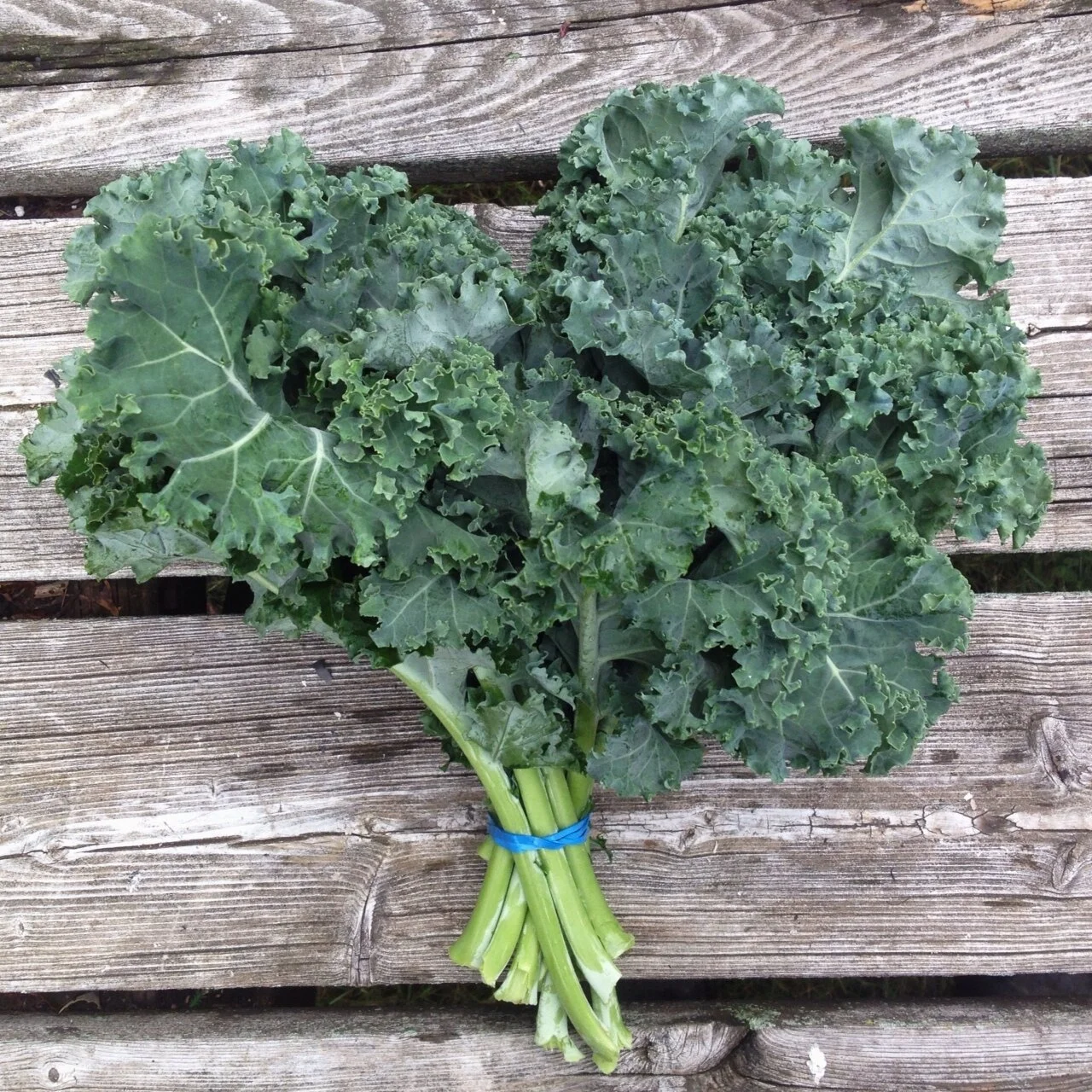 Green Curly Kale.JPG