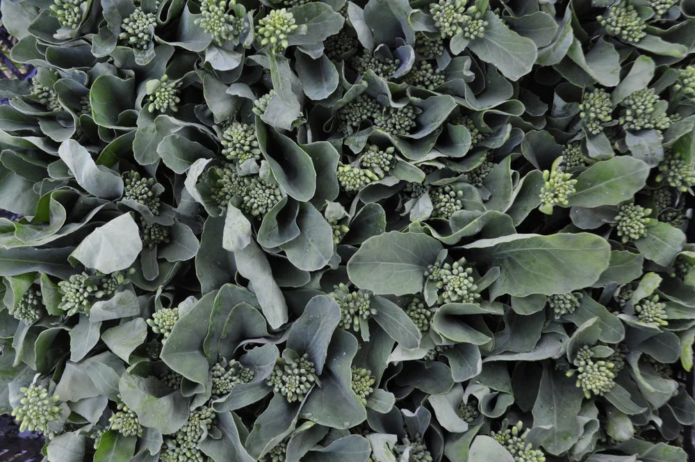 Chinese broccoli 2.jpg
