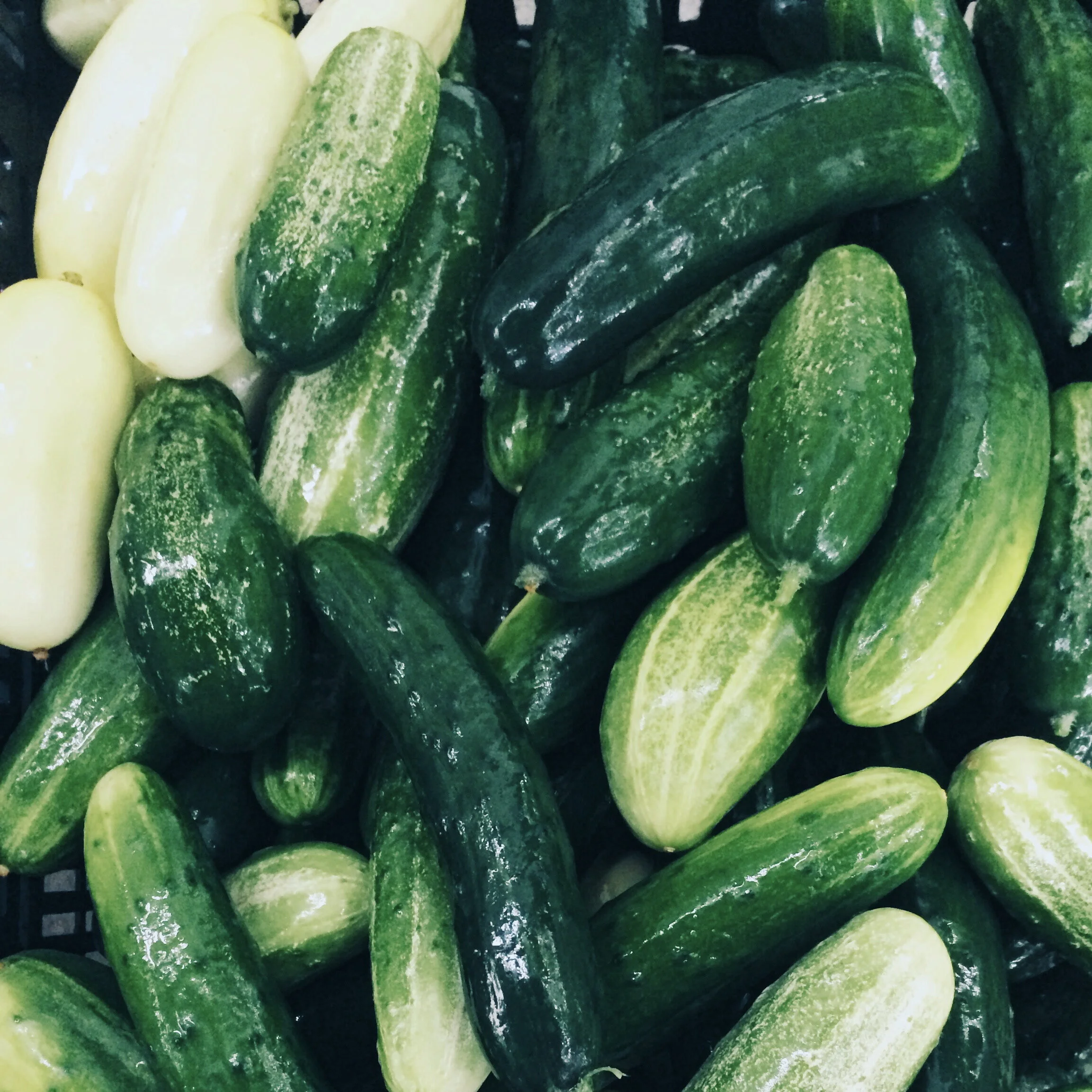 Cucumbers.jpg