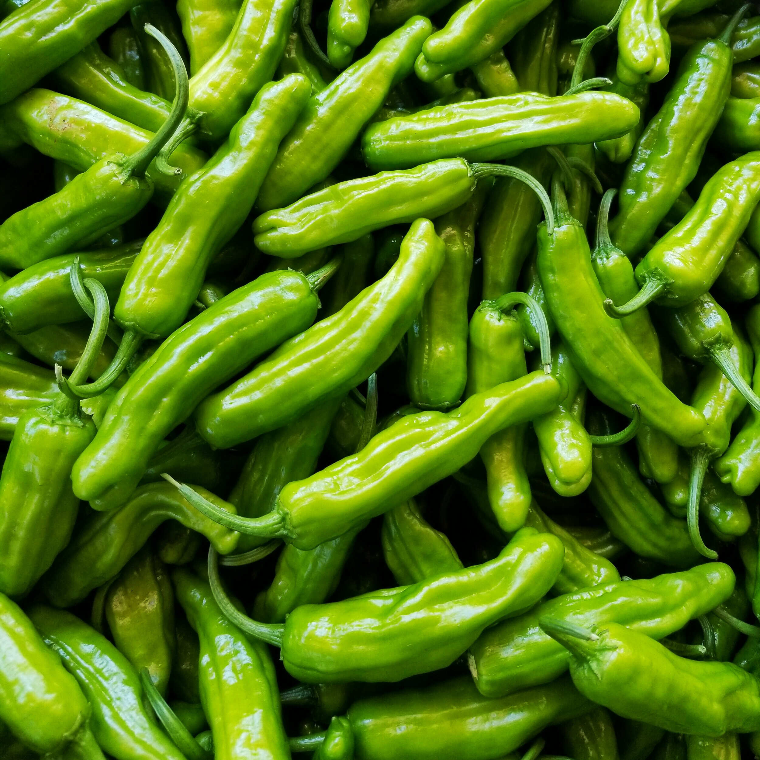 Shishito+Peppers+3.jpg