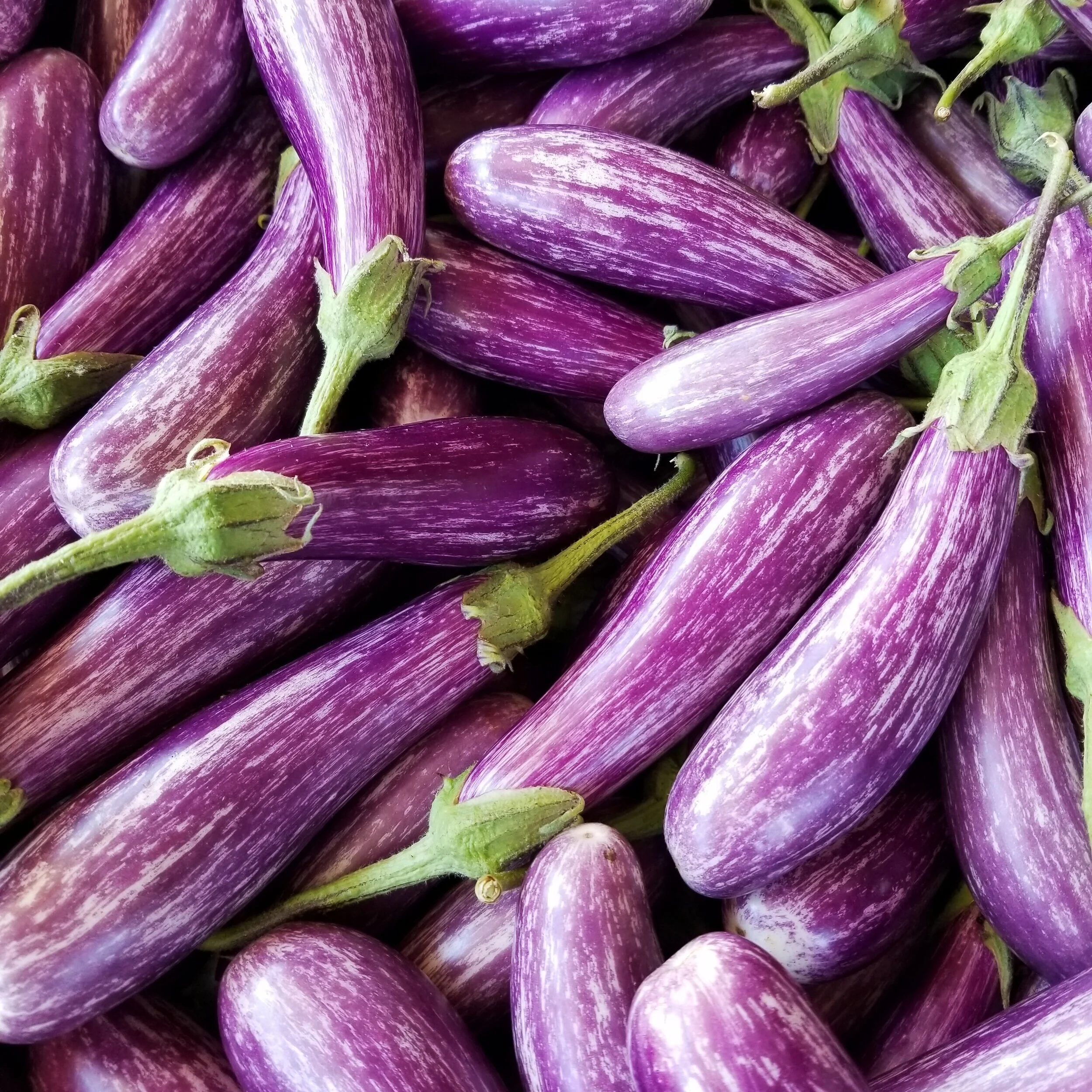 Eggplants+-+Fairy+Tale+2.jpg