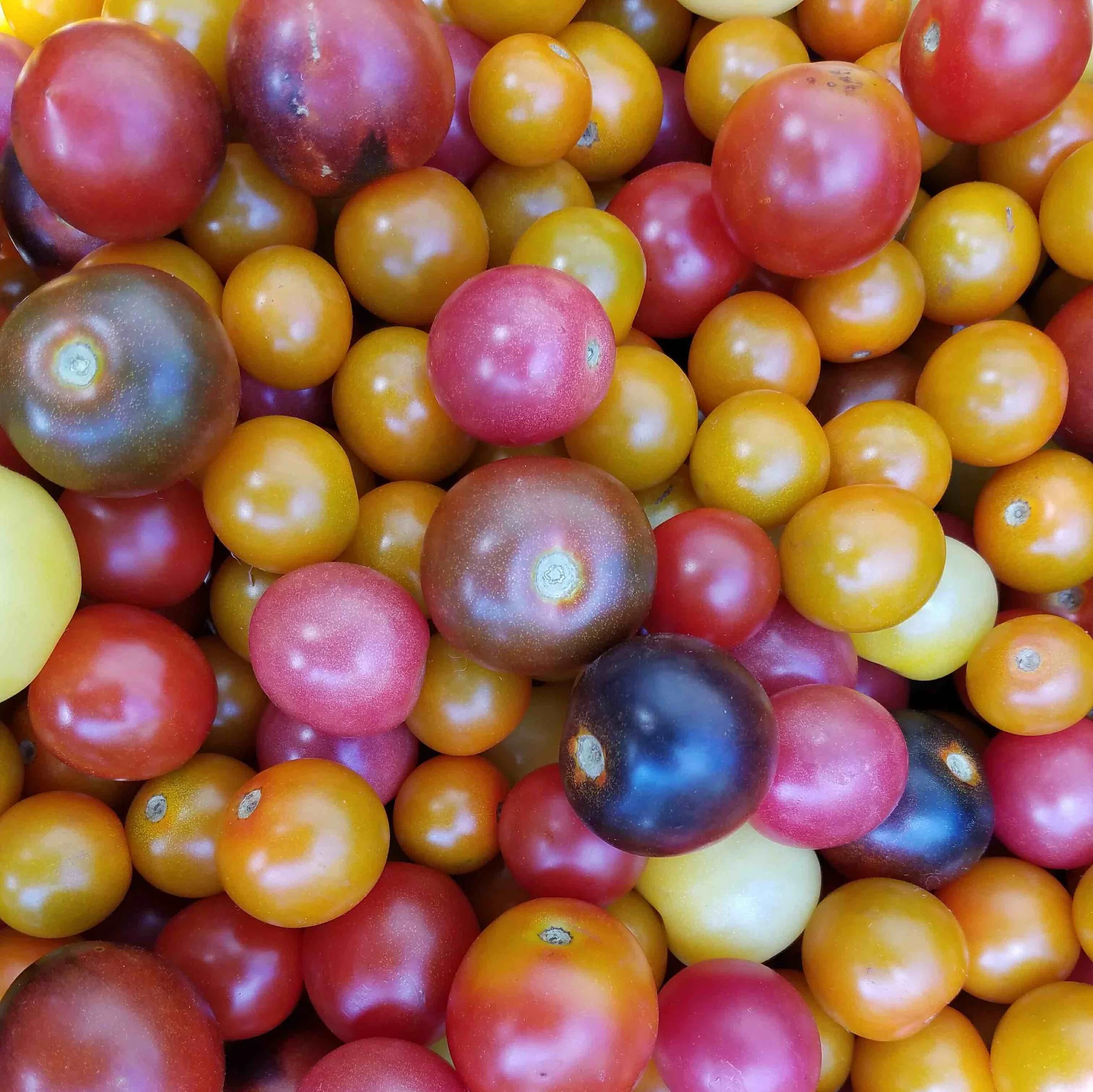 Cherry tomatoes - mixed.jpg