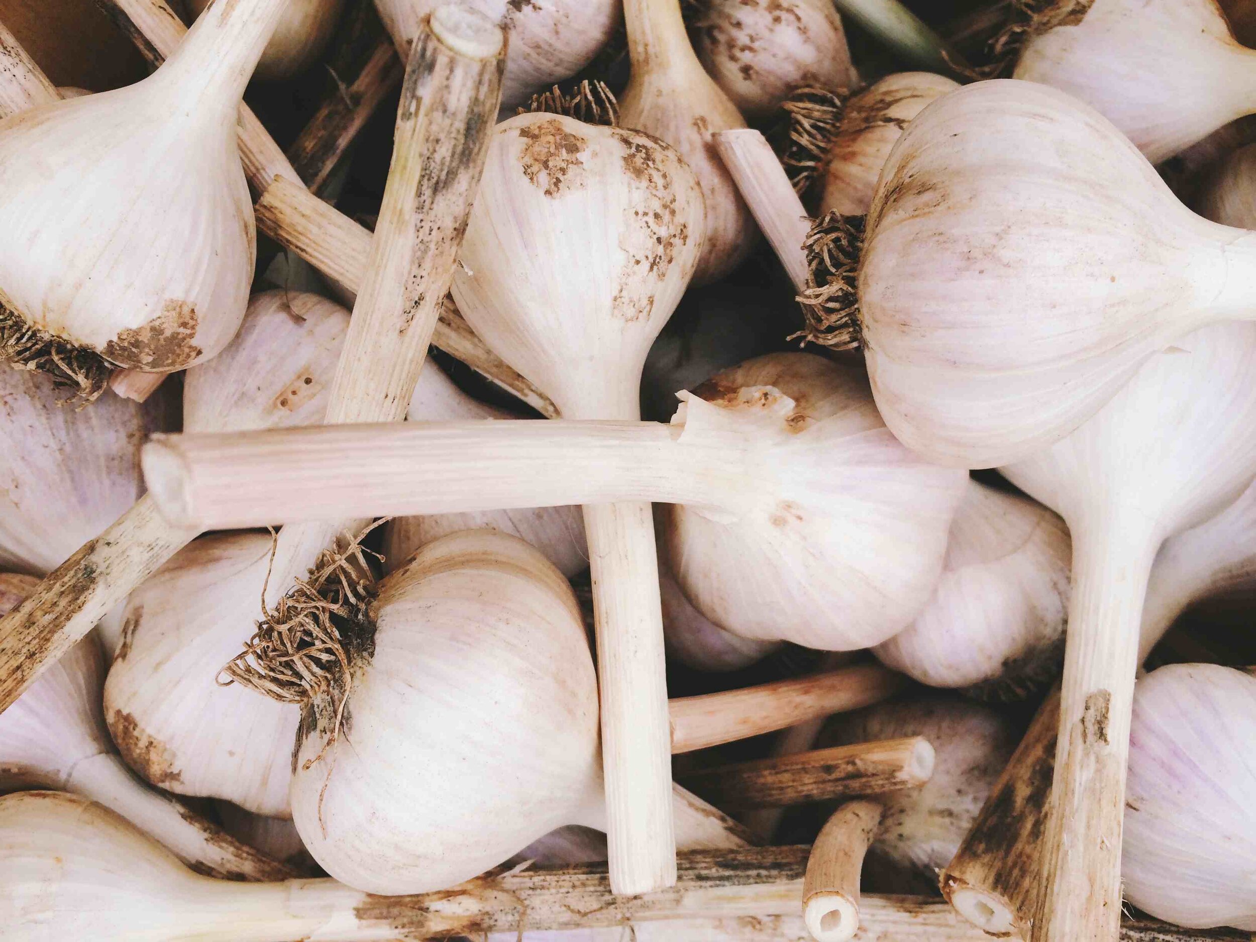 Garlic.jpg