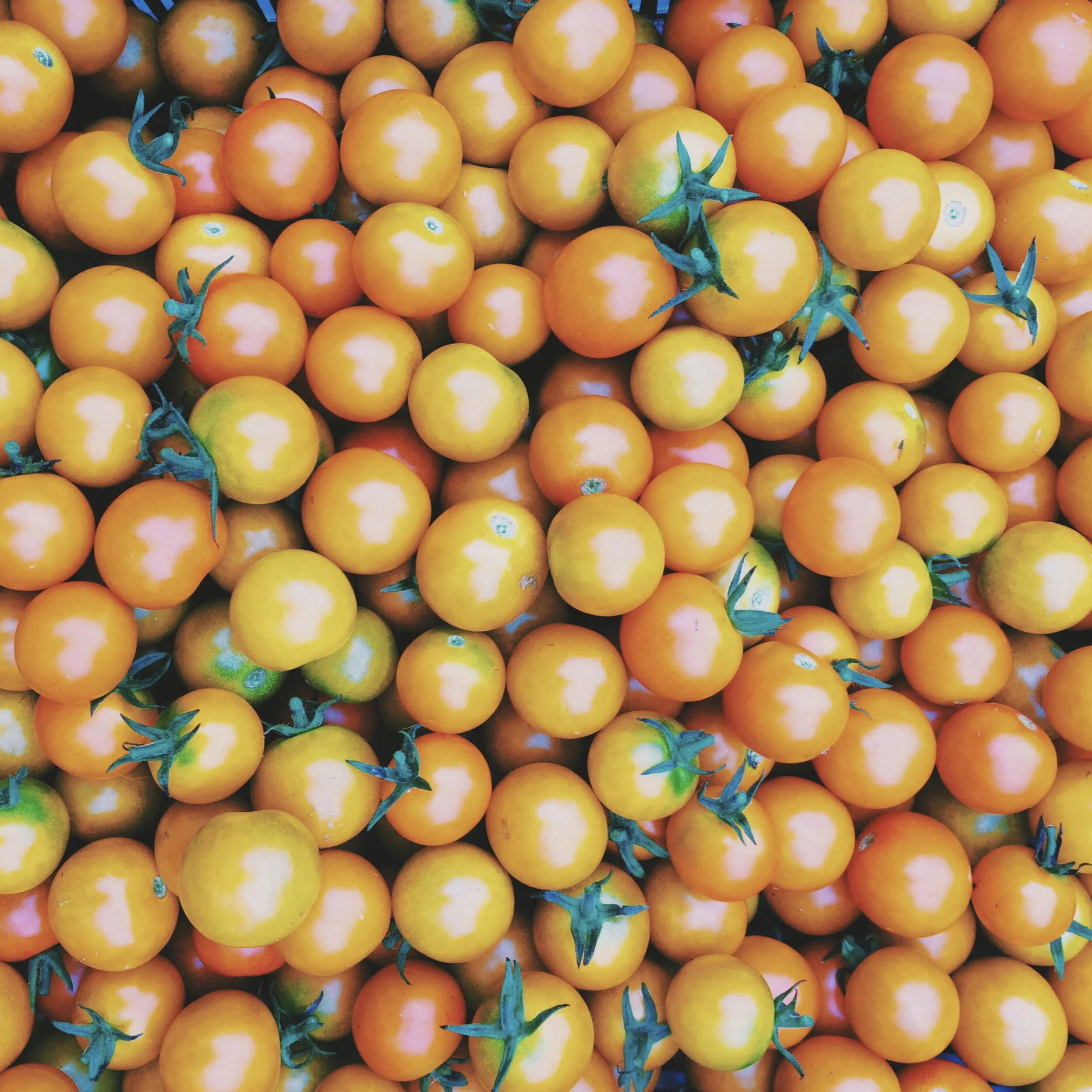 Sun+Gold+Cherry+Tomatoes+loose.jpg