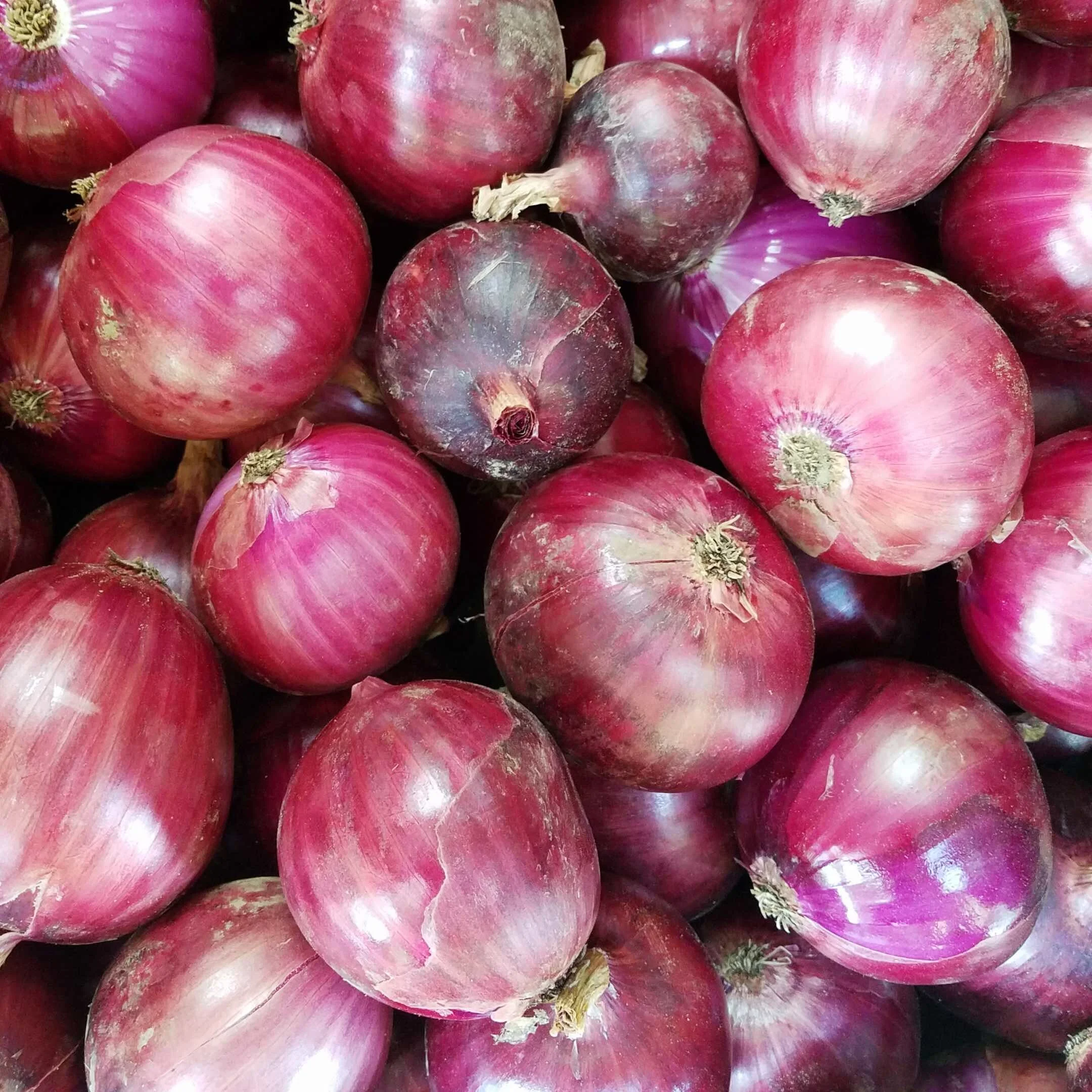 Onions - red.jpg