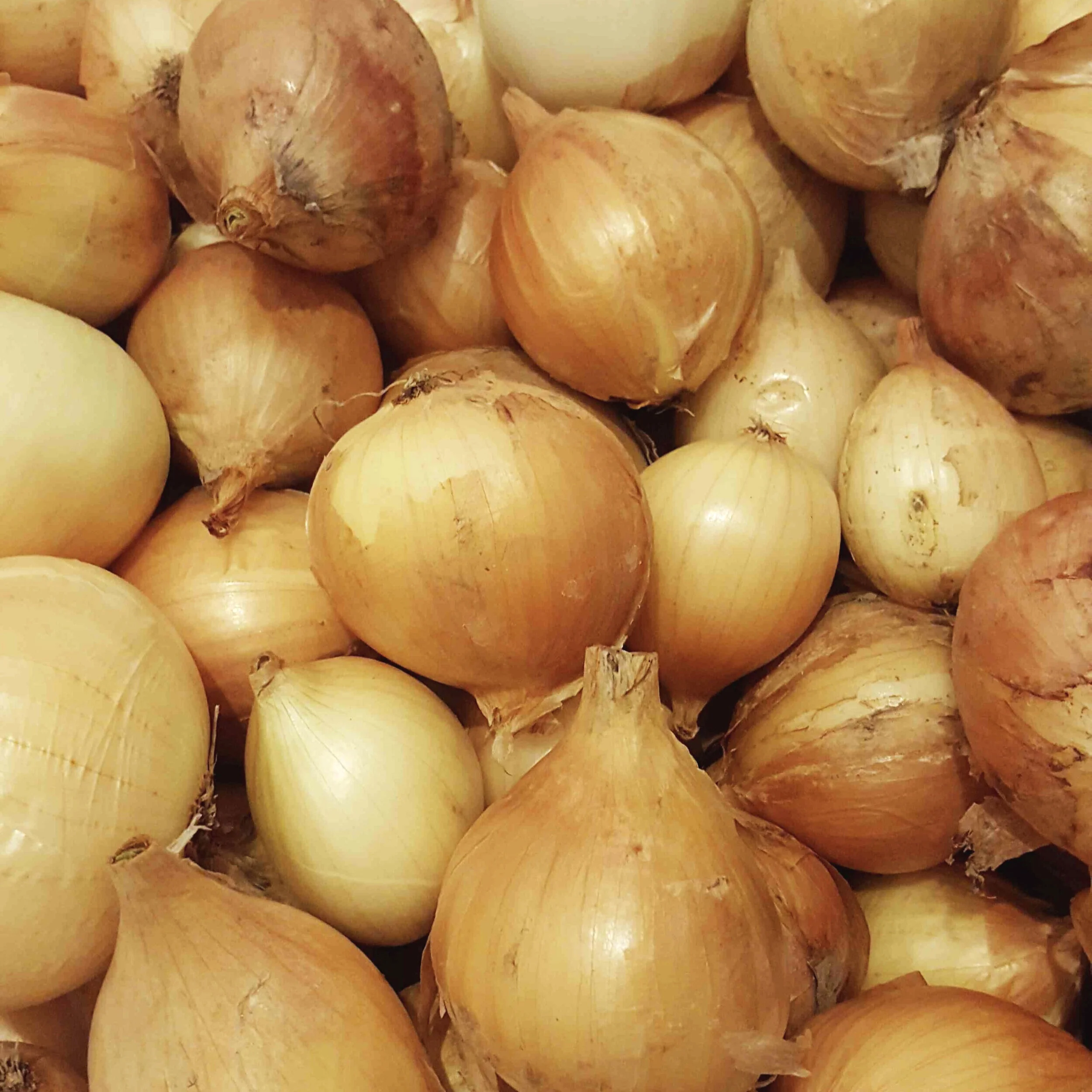 Walla+walla+onions.jpg