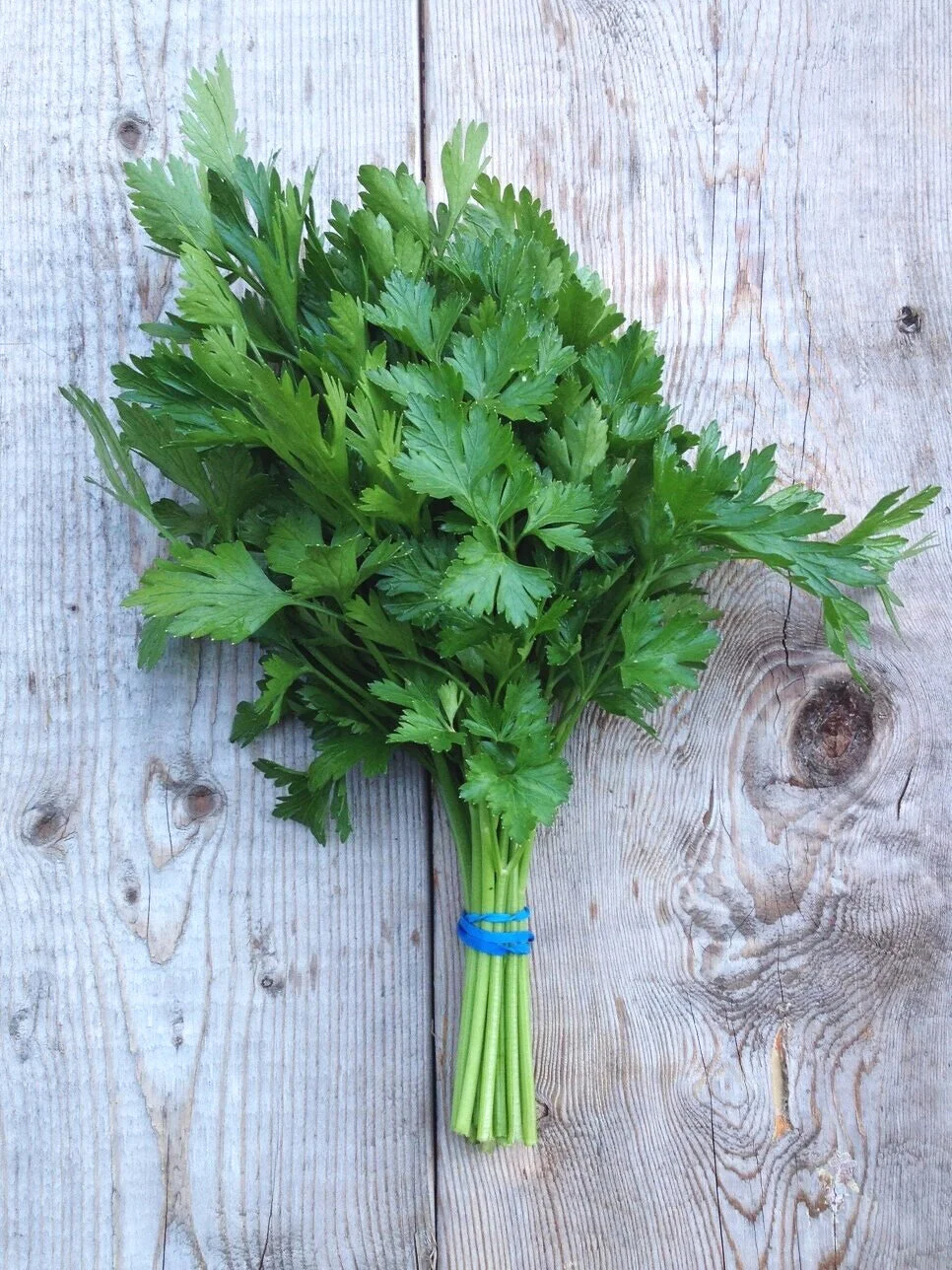 Parsley.jpg