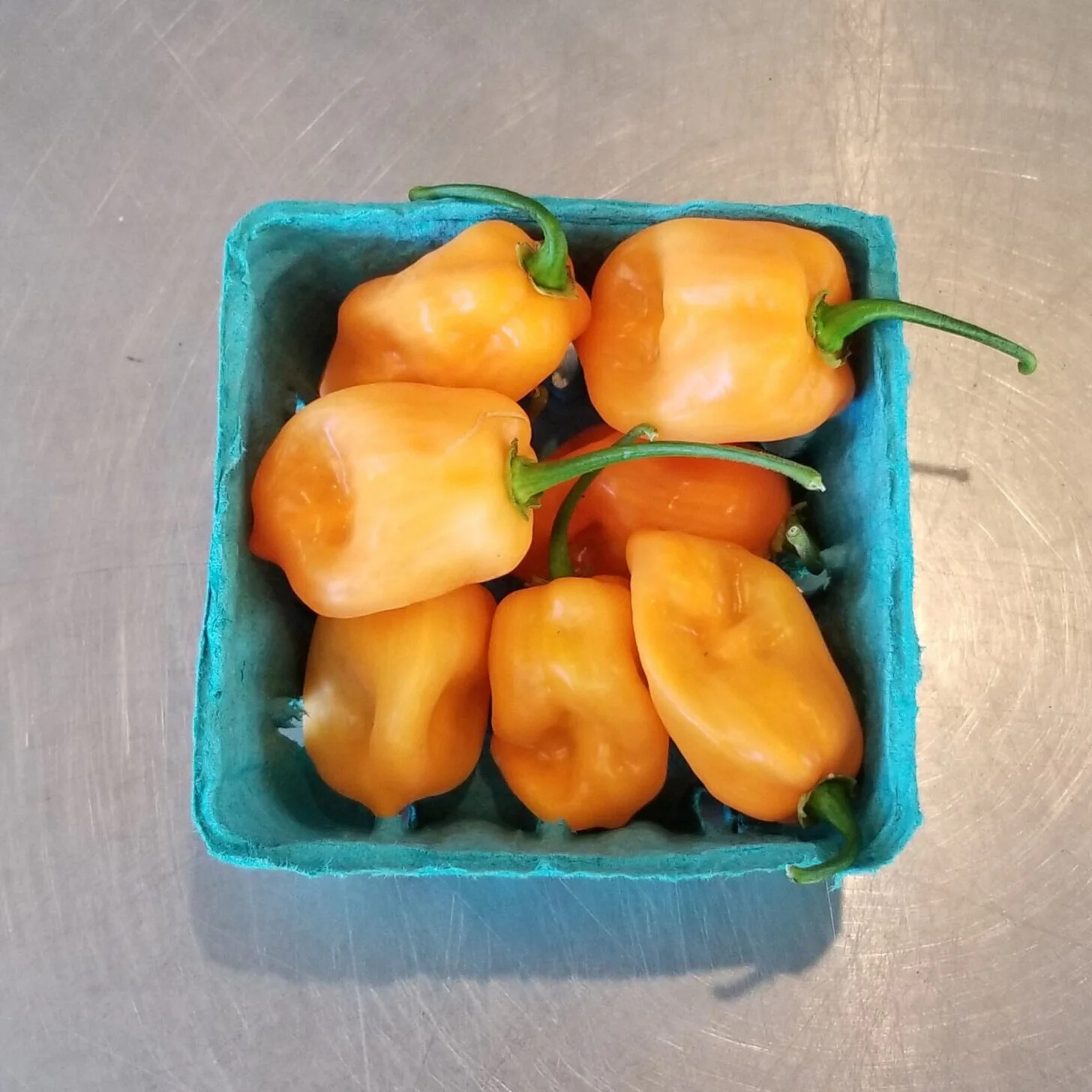 Hot%2Bpeppers%2B-%2BHabanero.jpg