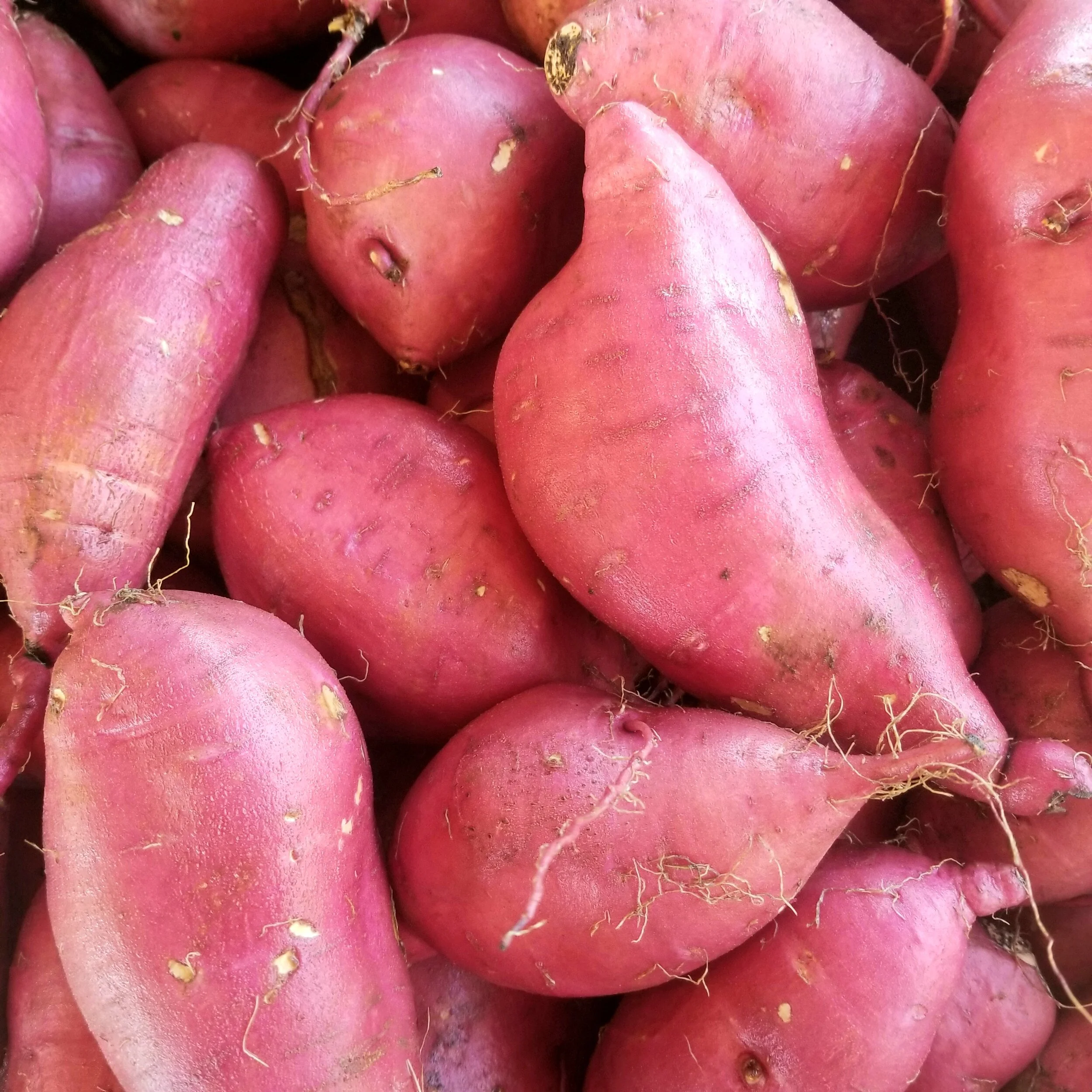Sweet potatoes.jpg