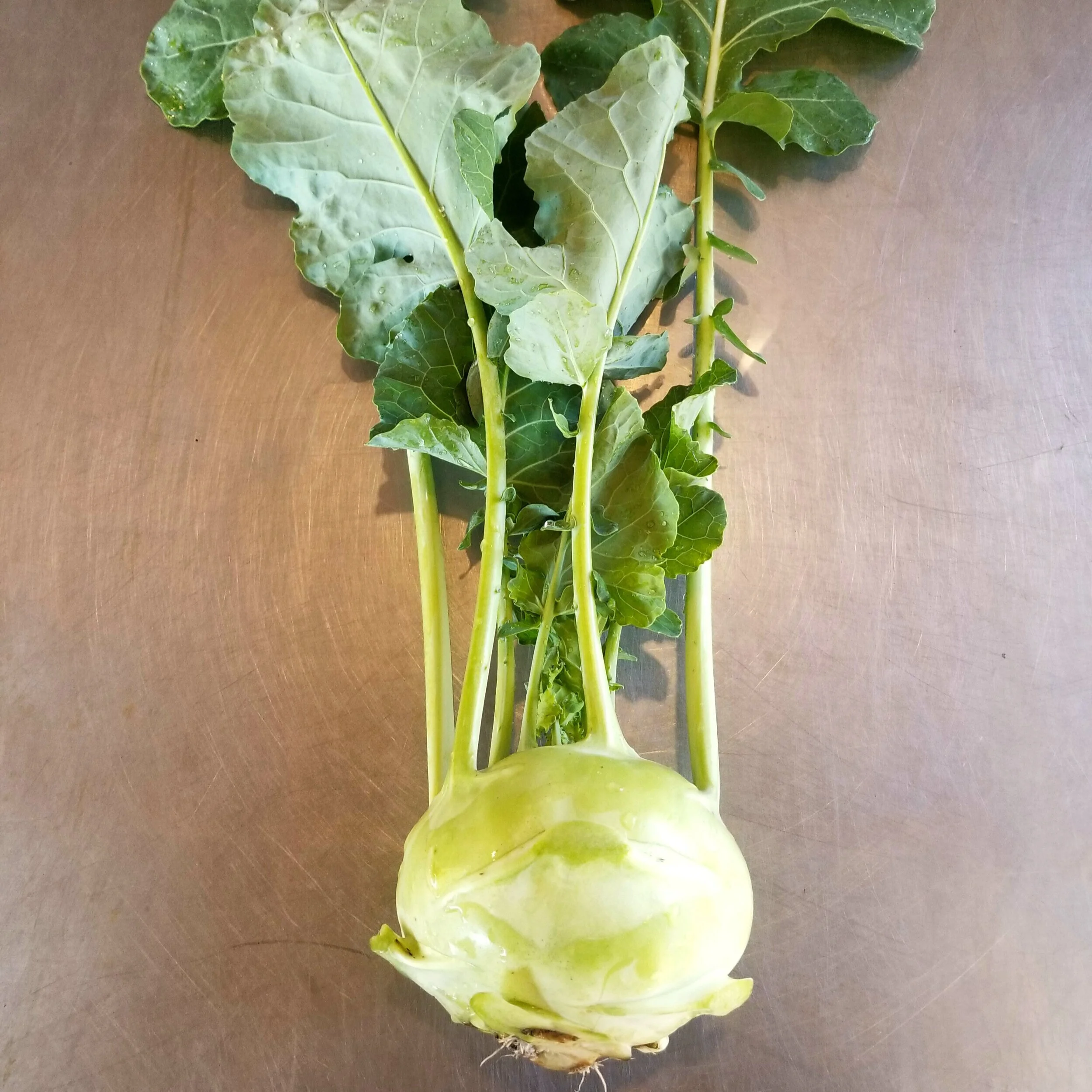 Kohlrabi%2C+giant.jpg