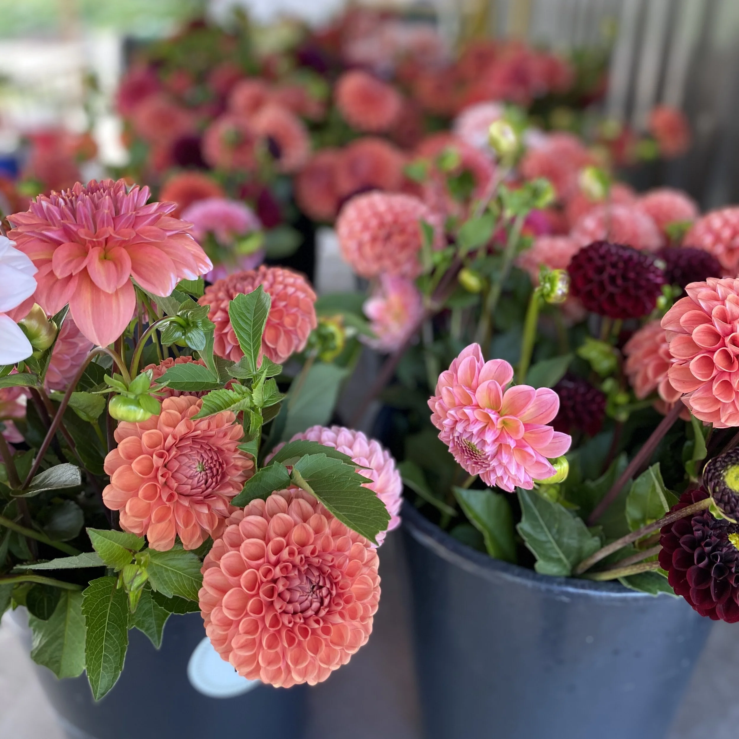Dahlias.jpg