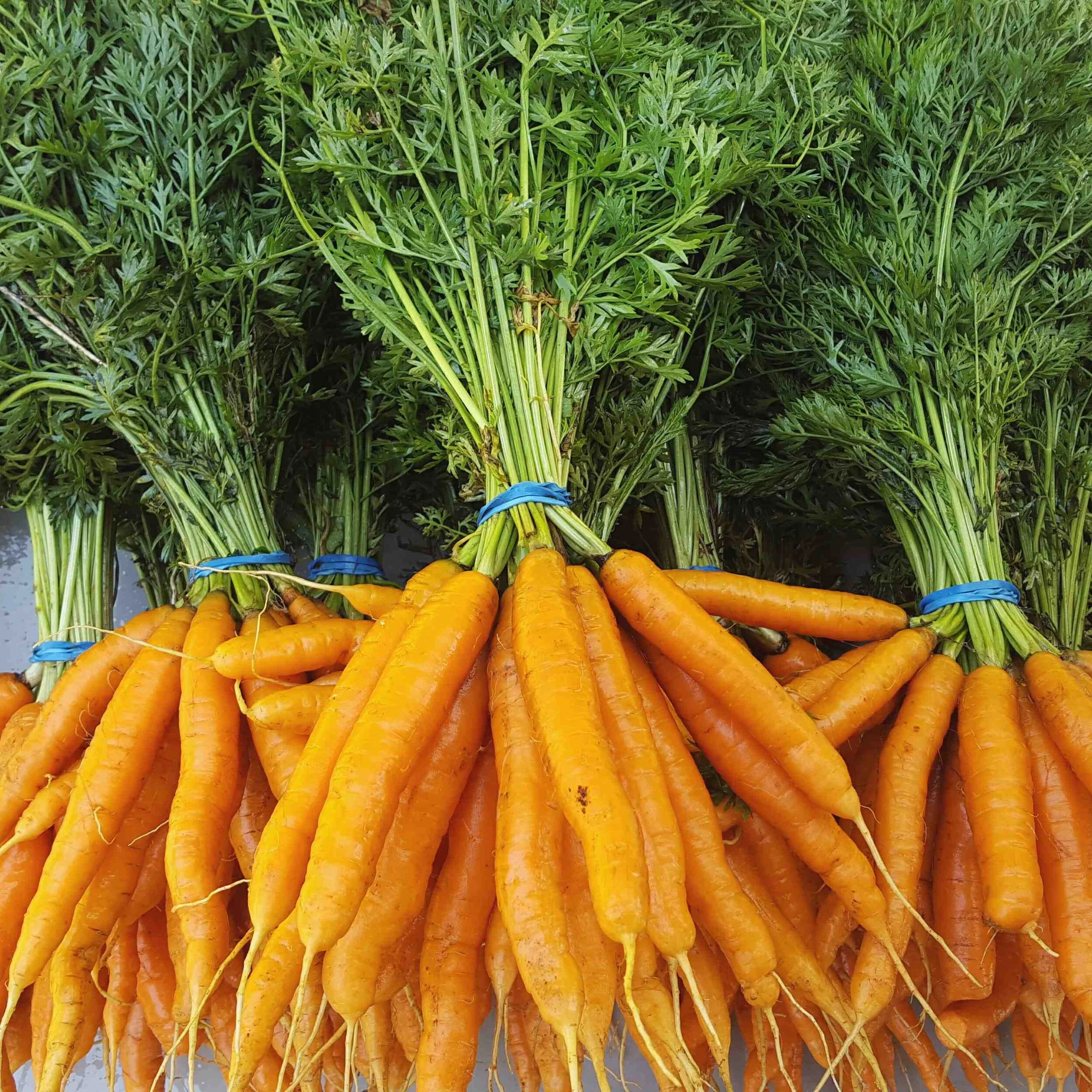 Carrots.jpg