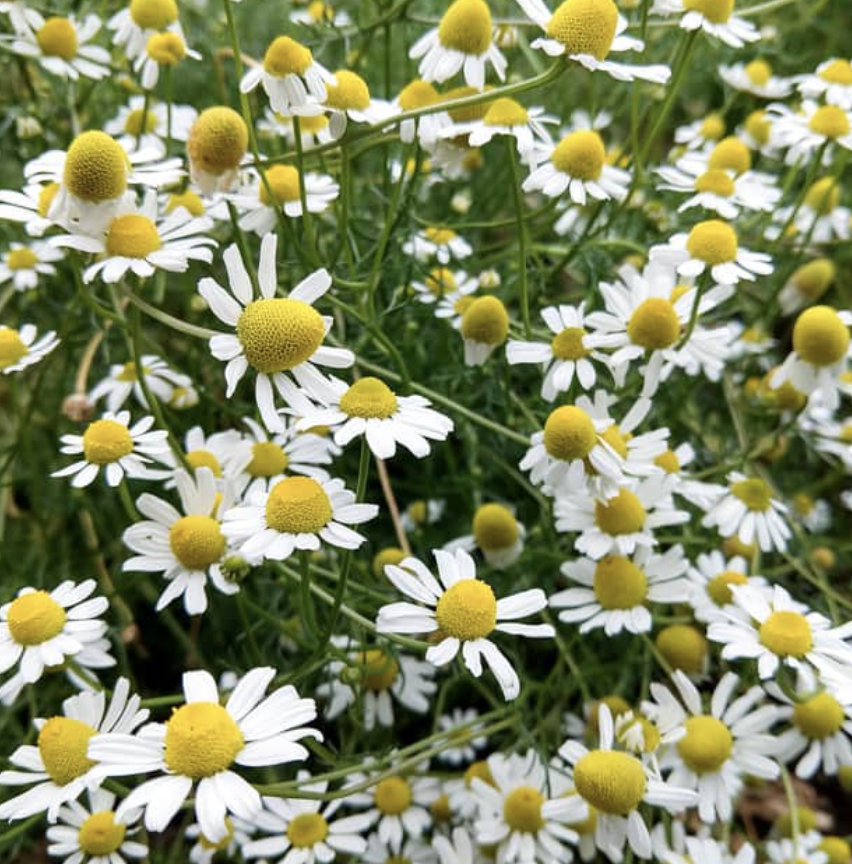 Chamomile.png