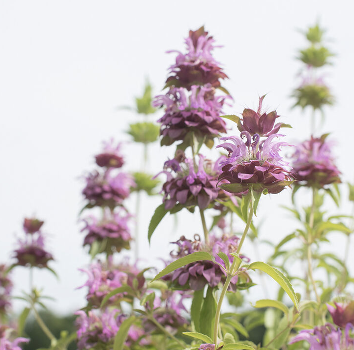 Monarda.png
