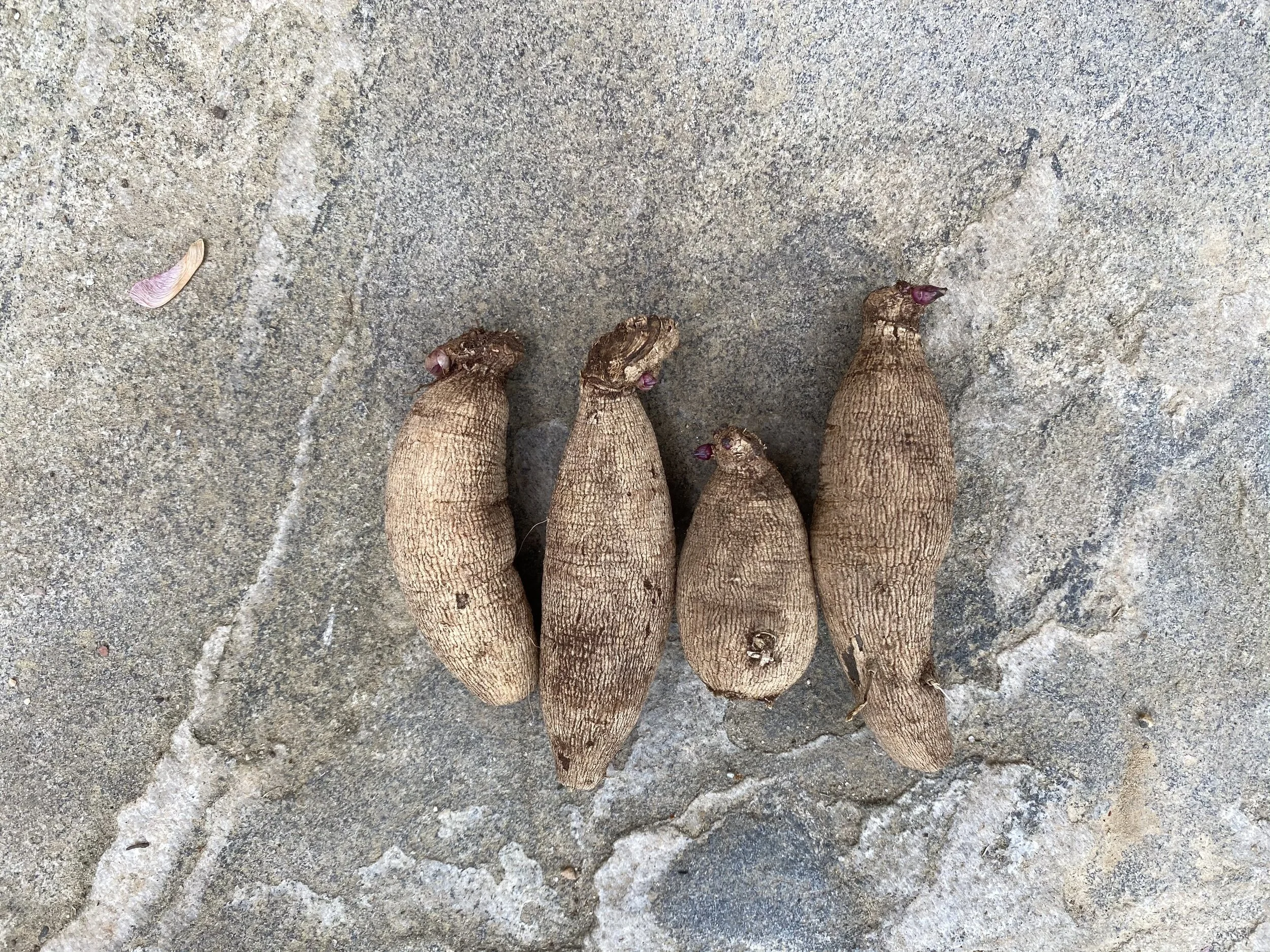 Dahlia tubers.jpg