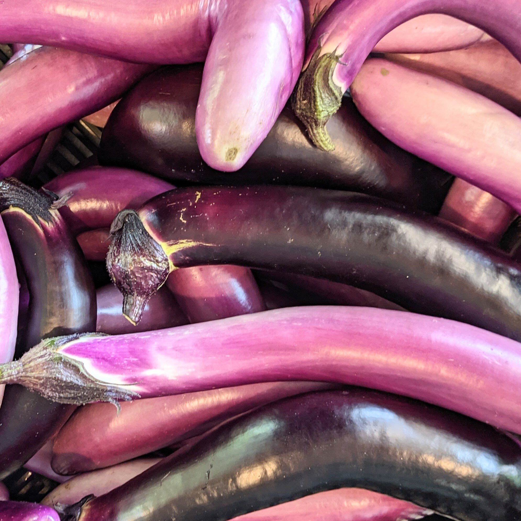 Eggplants - Japanese mix.jpg