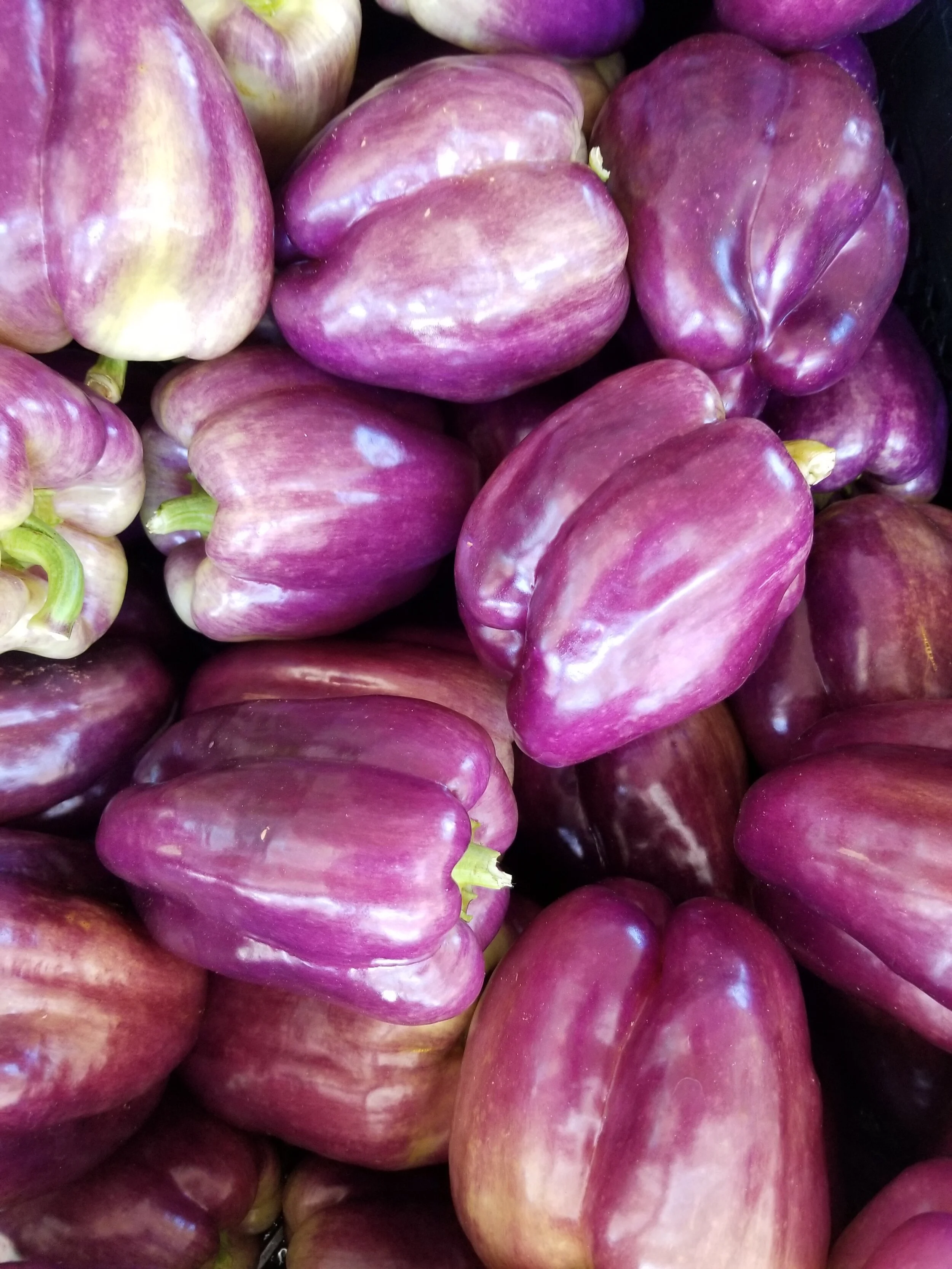 Purple peppers 2.jpg