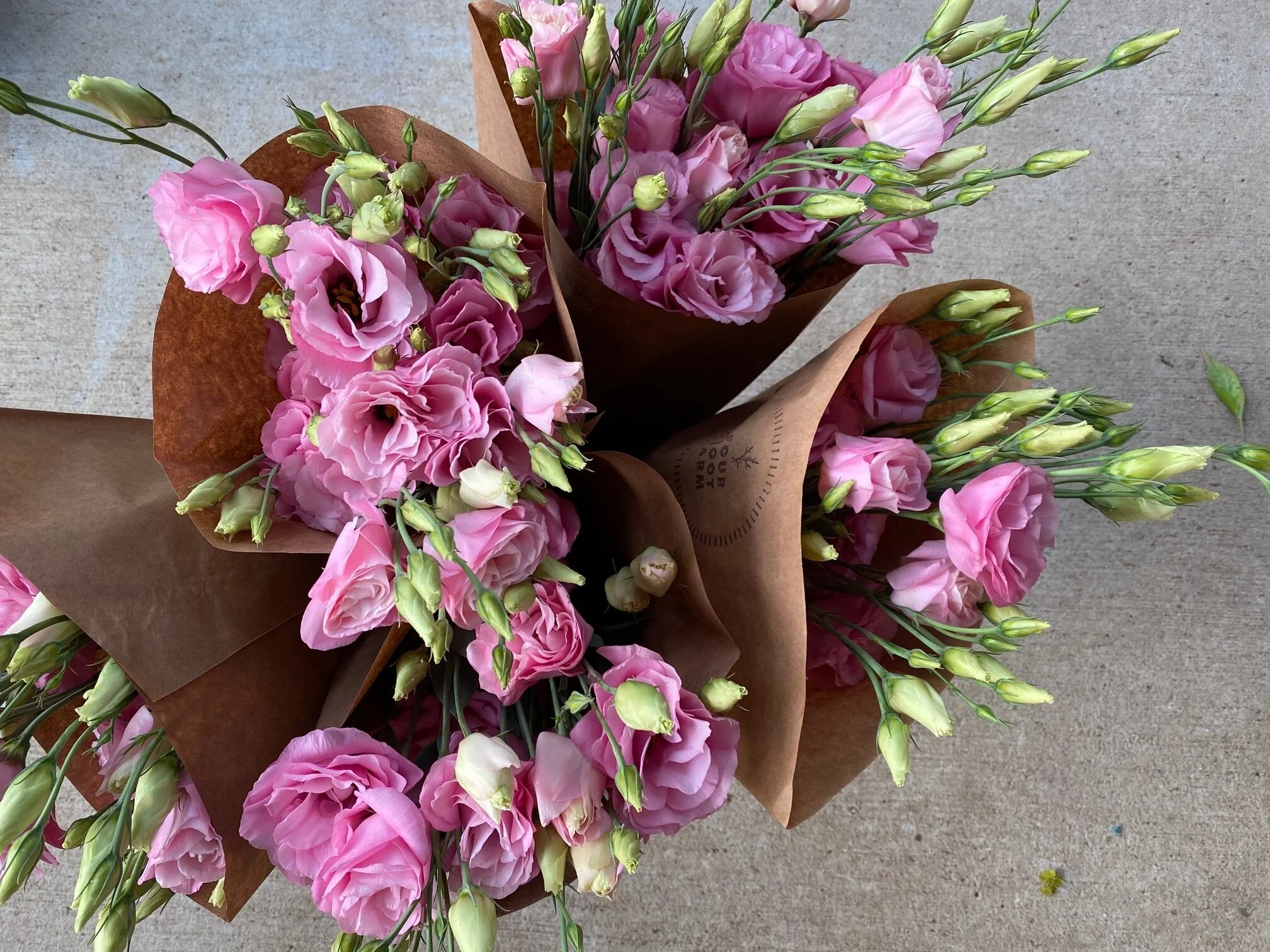 Lisianthus pink 2.jpg