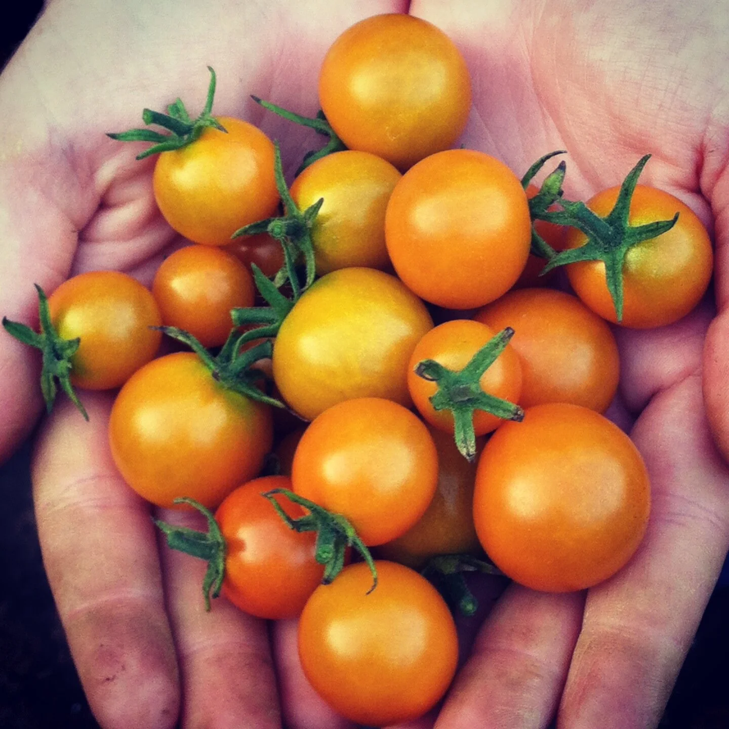 Sun Gold Cherry Tomatoes in hand.jpg