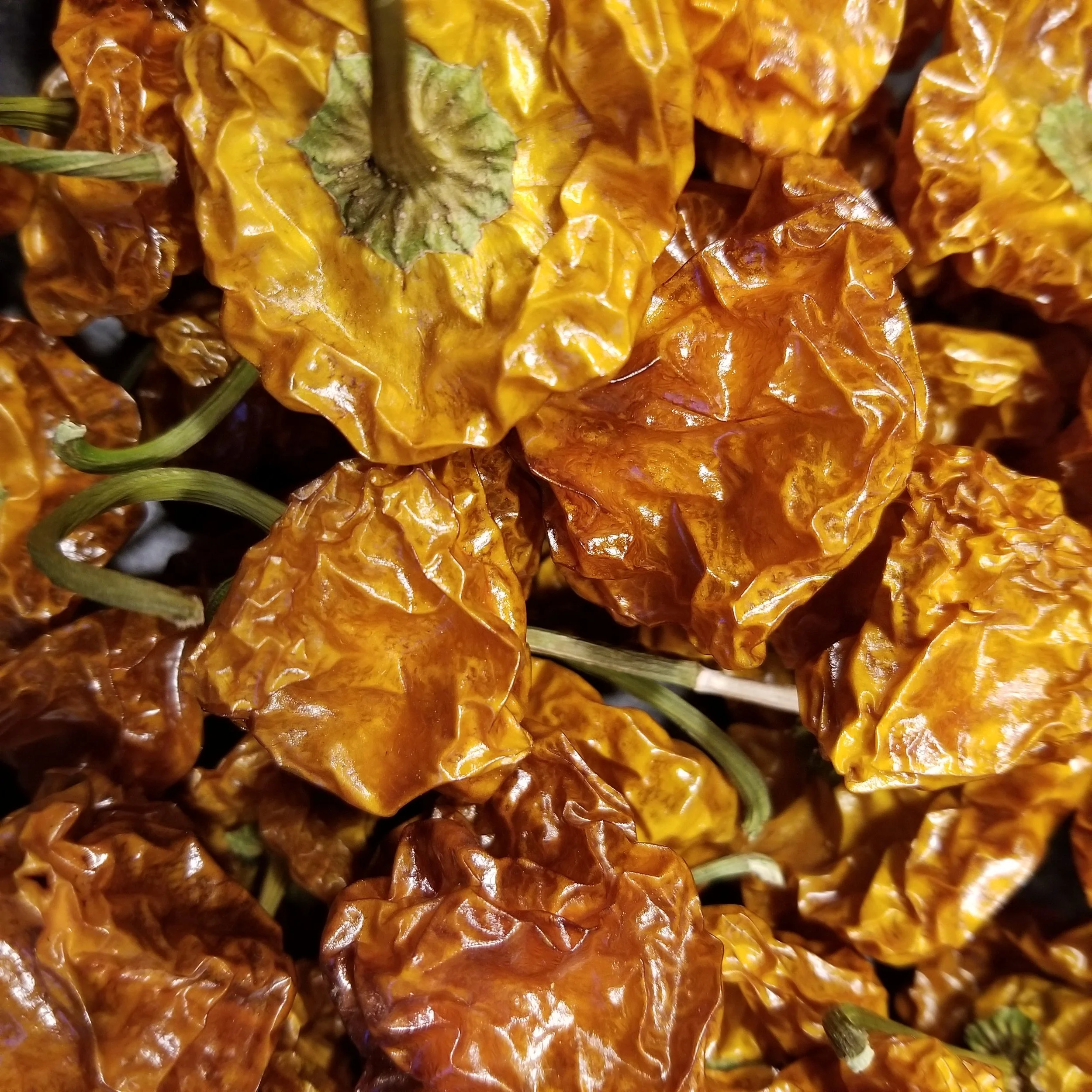 Scotch Bonnet.jpg