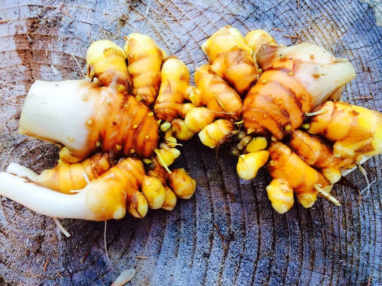 Turmeric.JPG