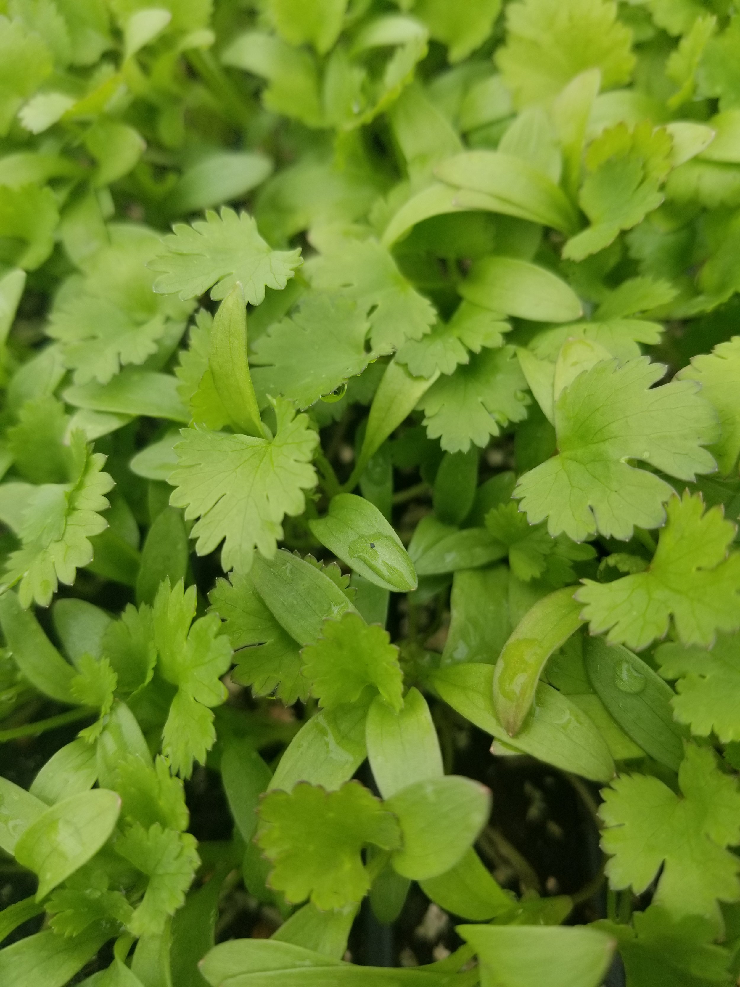 Cilantro seedlings.jpg