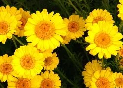 Dyer's chamomile.jpg