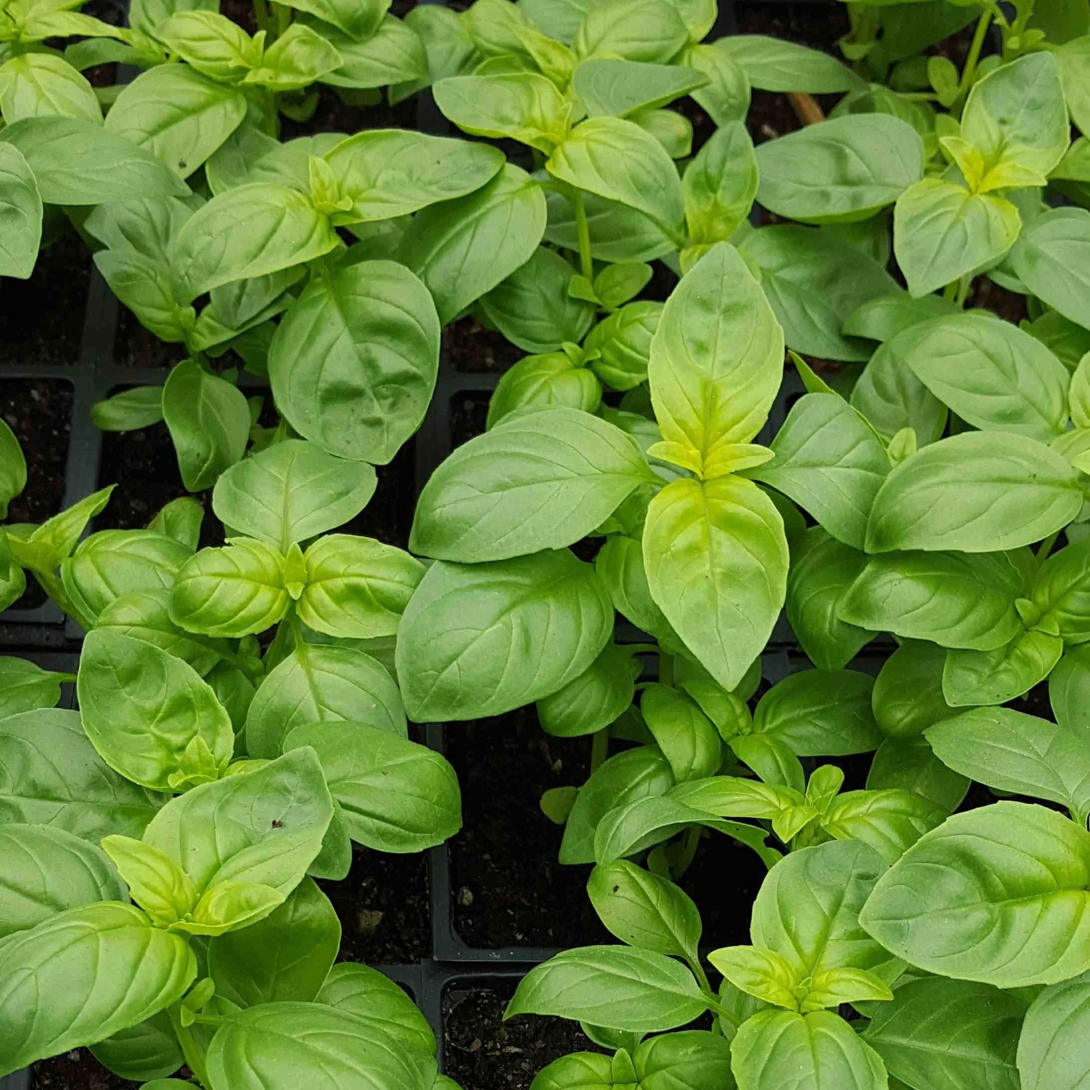 Basil seedlings.jpg