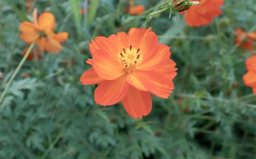 dyers cosmos.jpeg