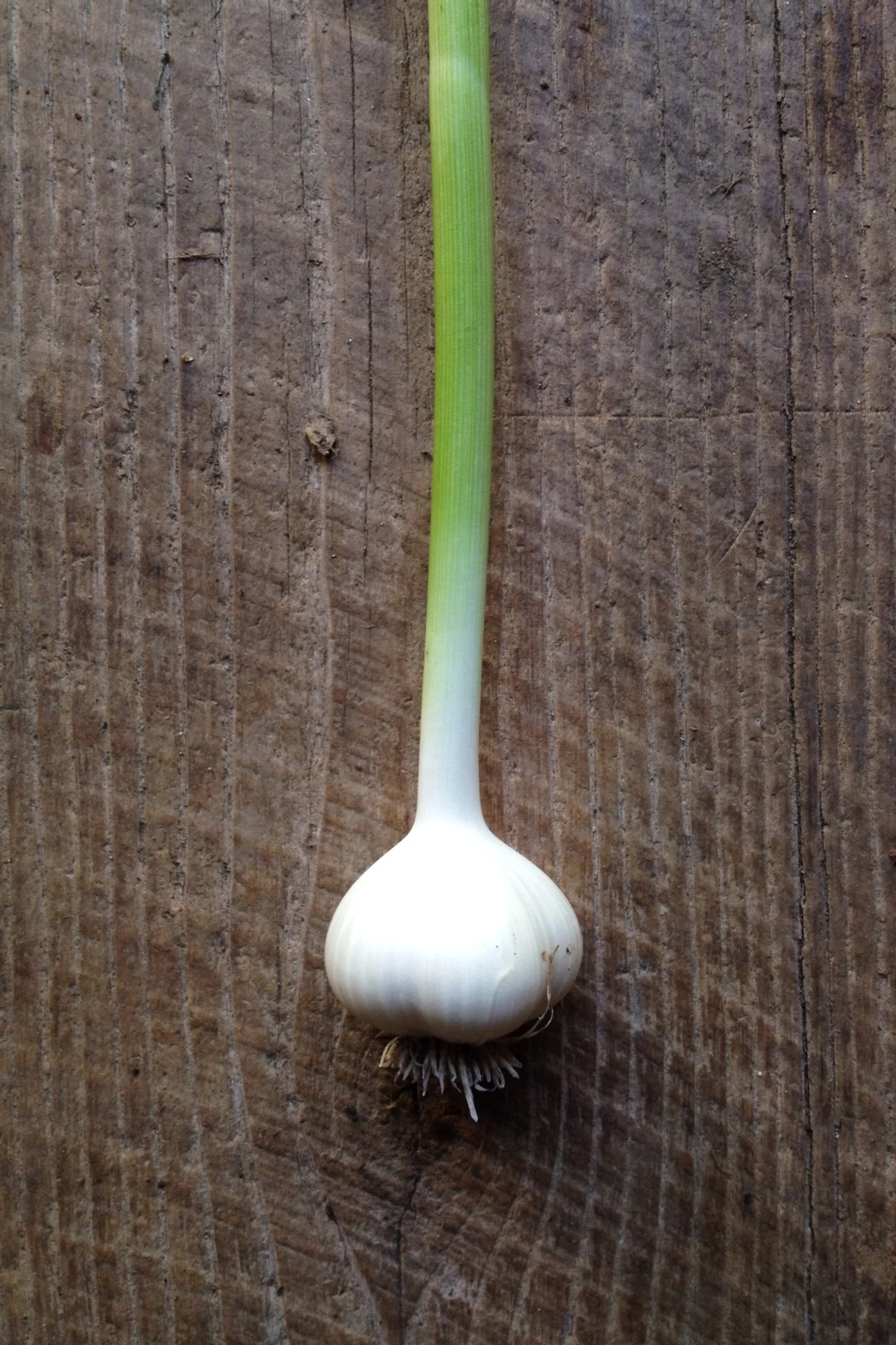 Garlic - Fresh.JPG
