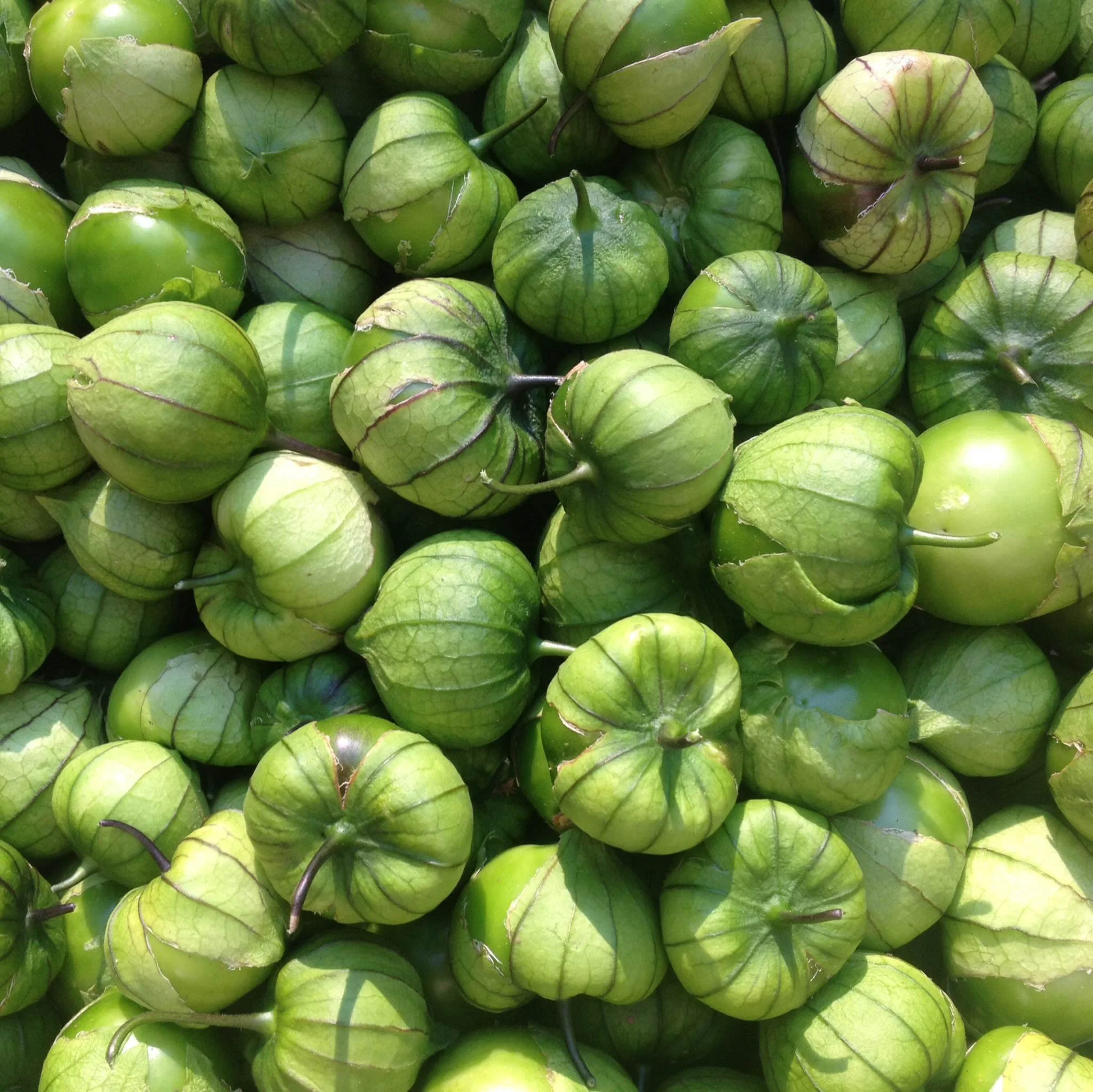 Tomatillos.JPG