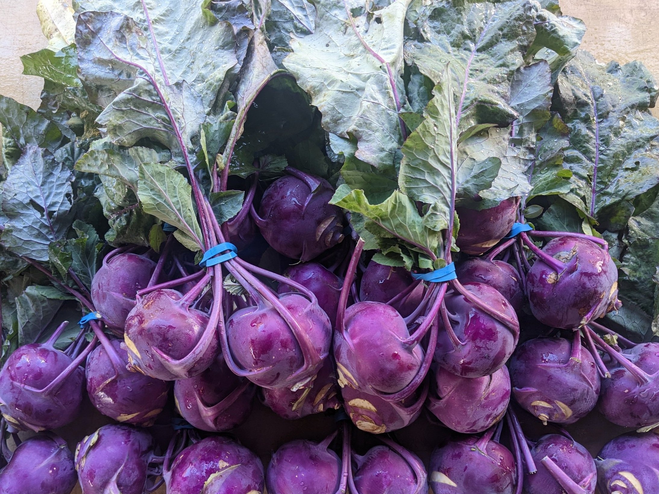 Kohlrabi.jpg