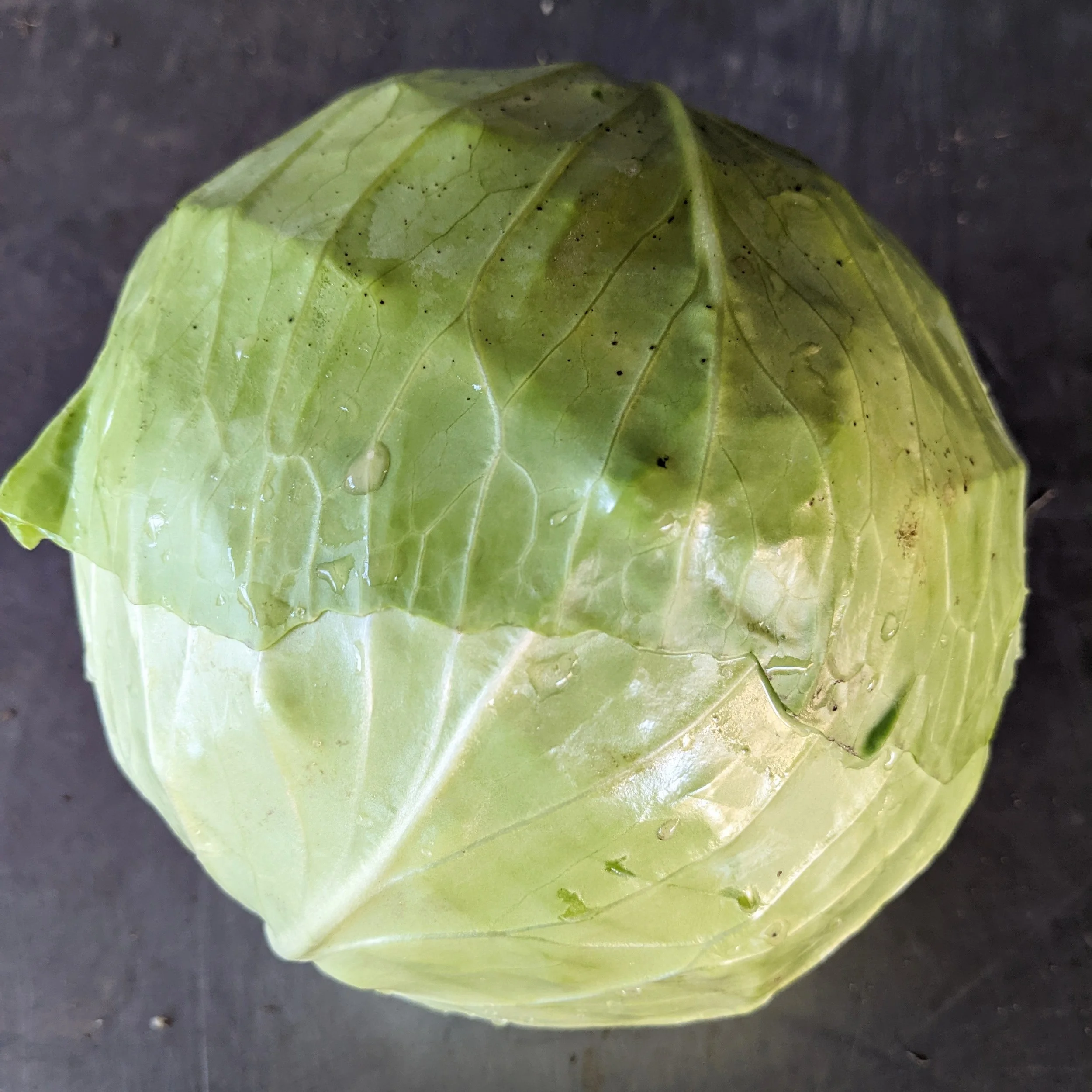 Cabbage.jpeg