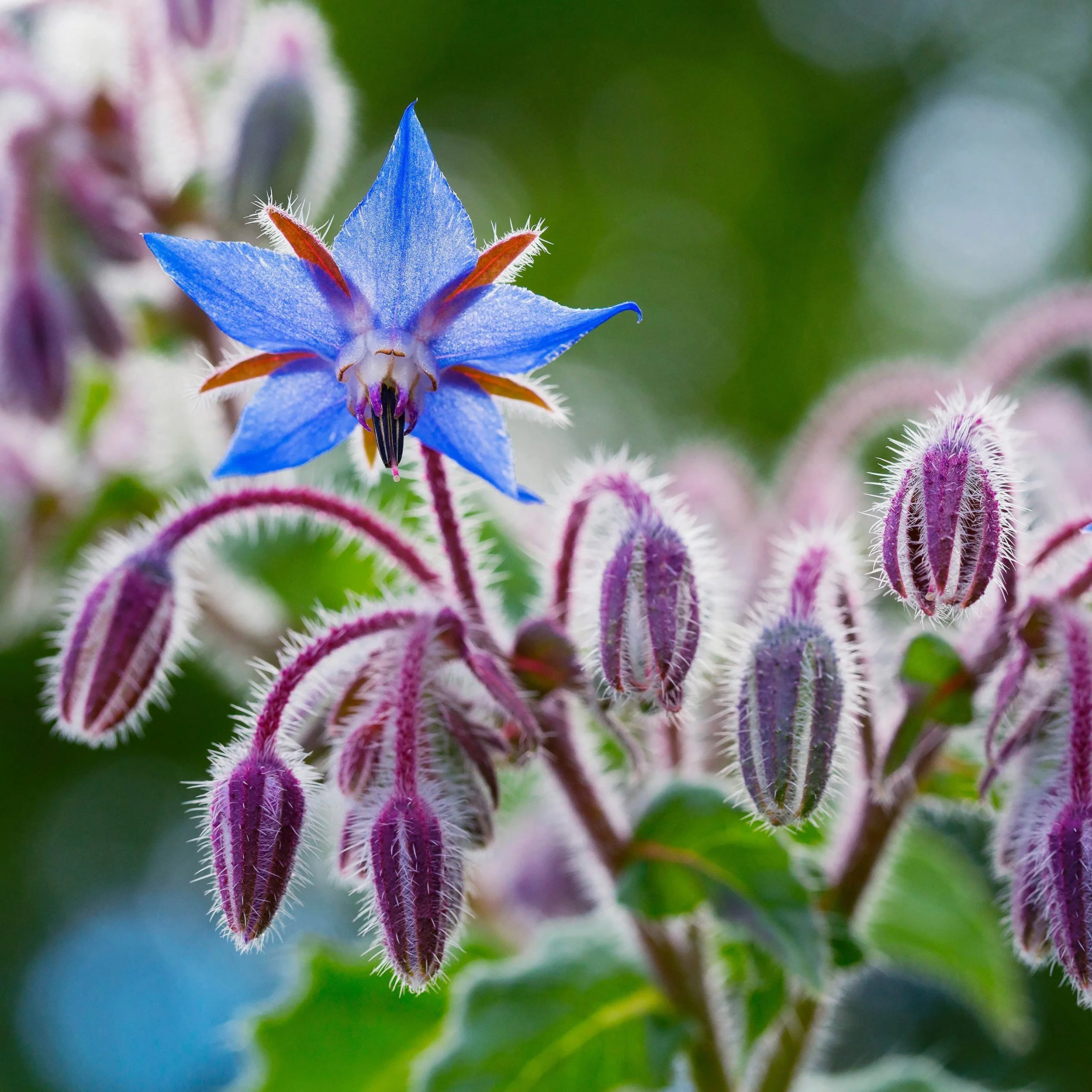 Borage.jpeg
