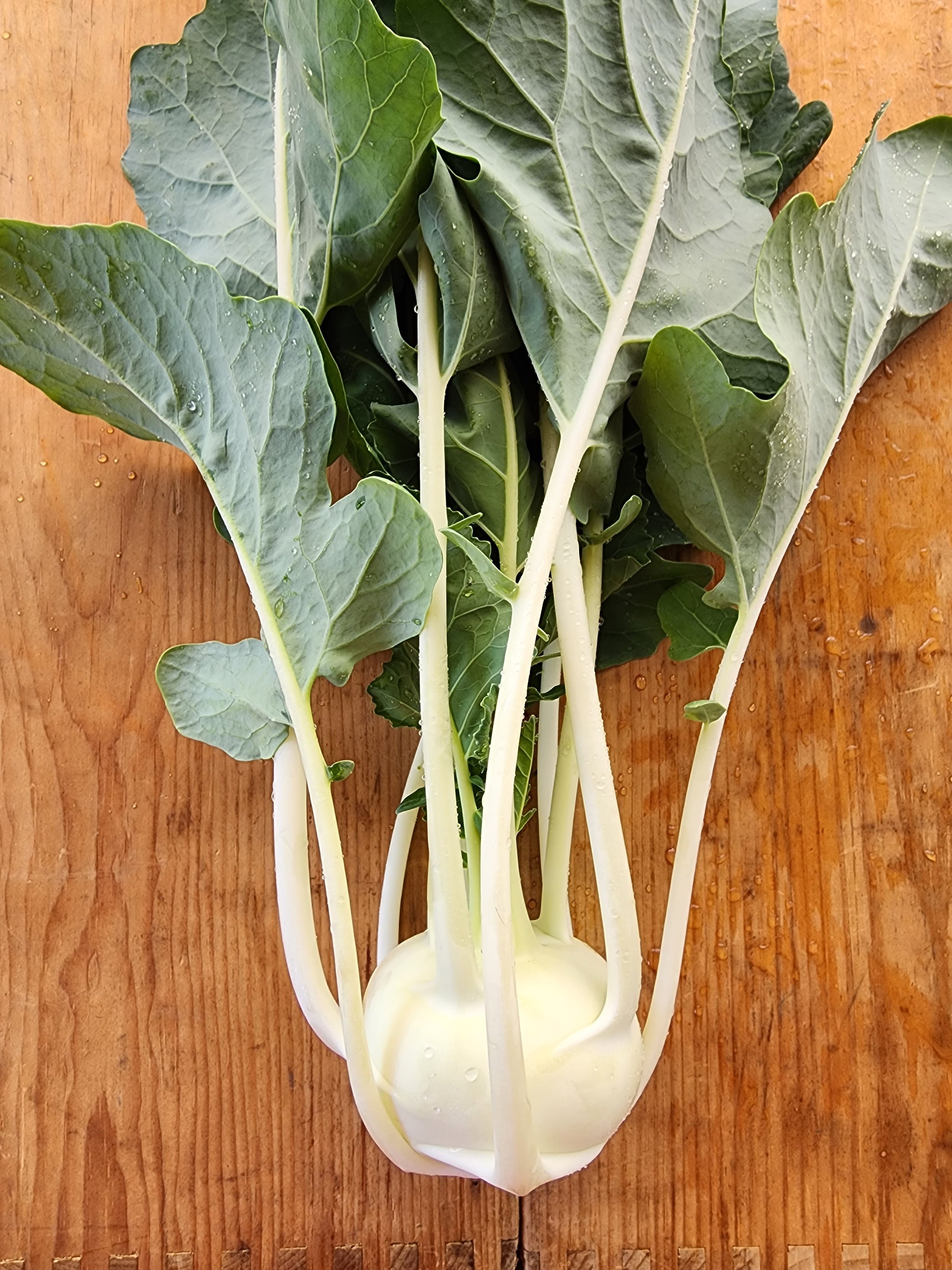 Kohlrabi, white.jpeg