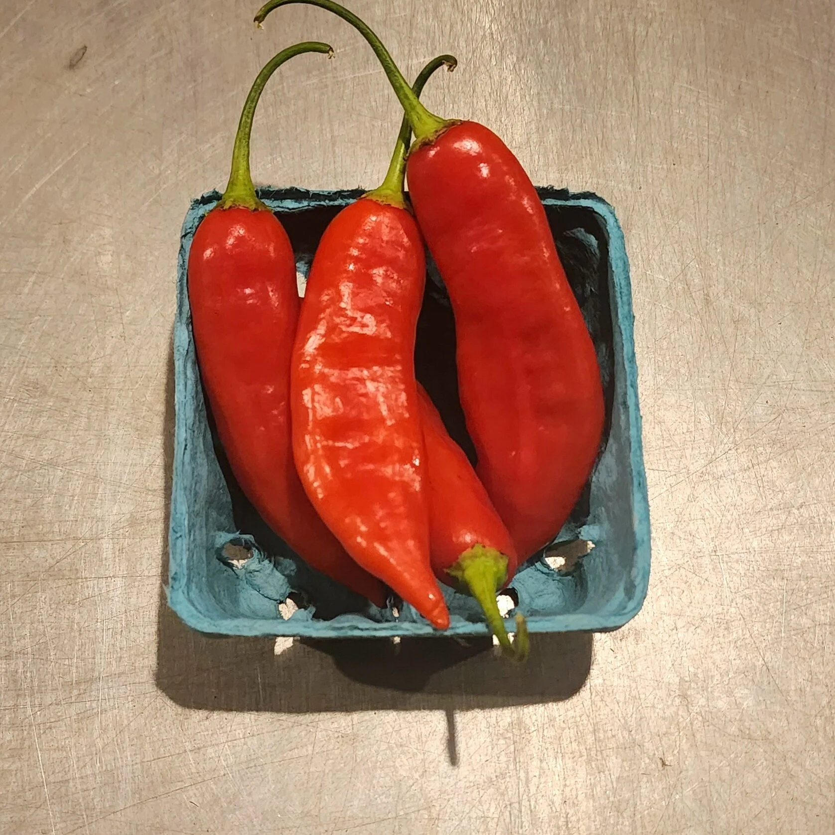 Hot Peppers - Aji Rico pint.jpeg