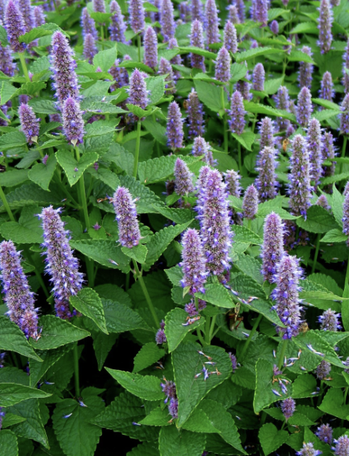 Anise Hyssop.png