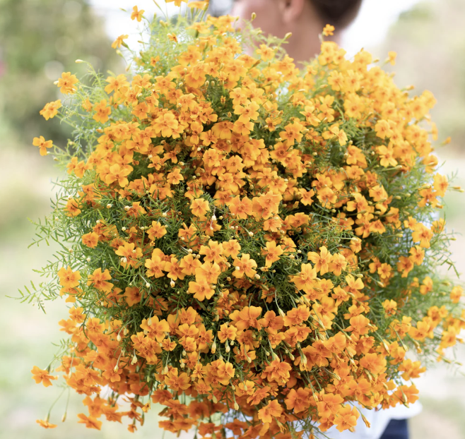 Marigold tangerine gem.png
