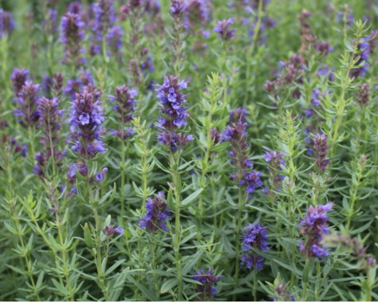 hyssop officianalis.png