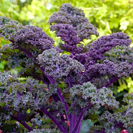 kale-scarlet-1.jpg