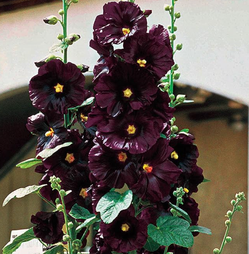 hollyhock.PNG
