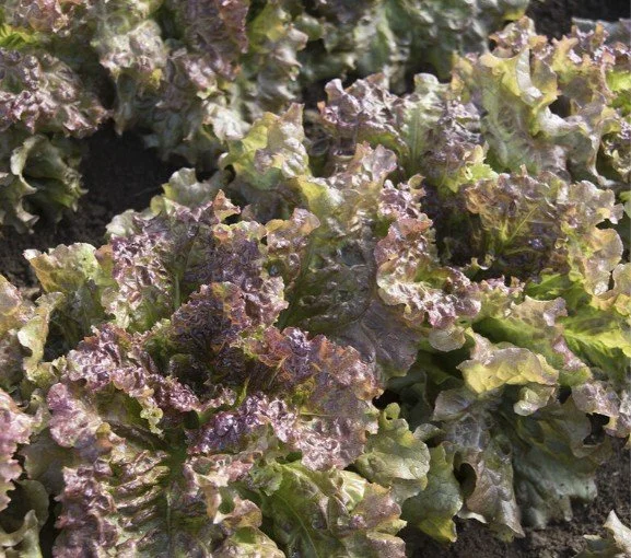 red lettuce head.jpg
