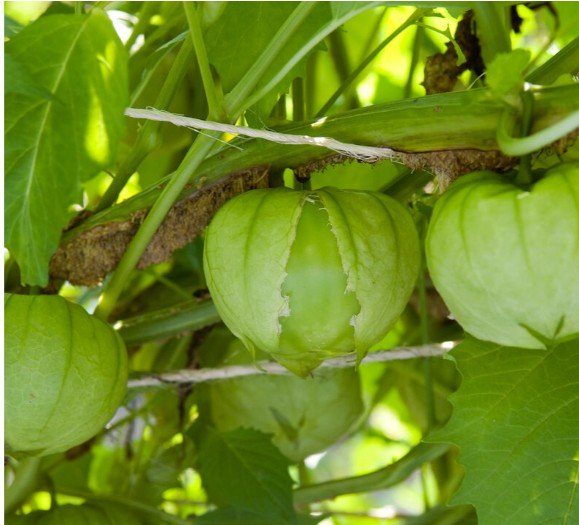 tomatillo.jpg