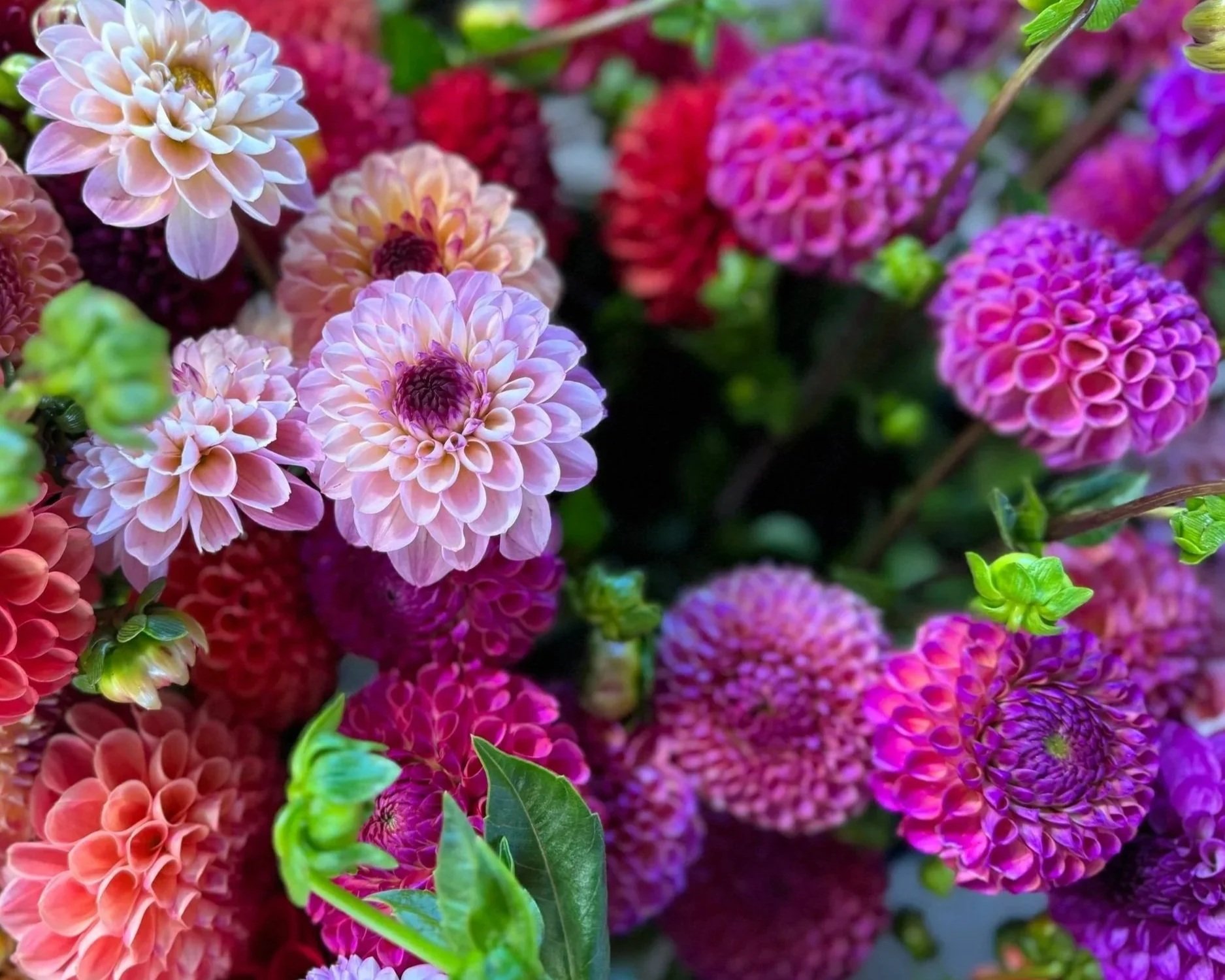 dahlias%252B2025.jpg