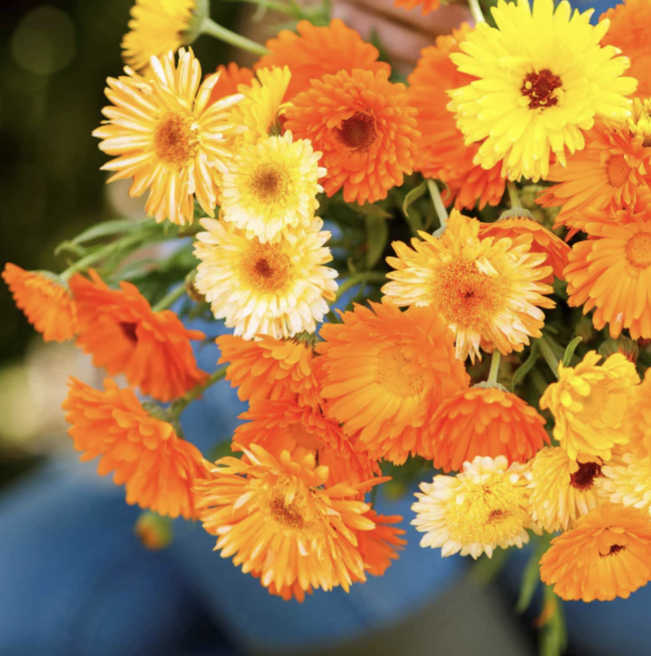 Pacific Beauty Calendula.png