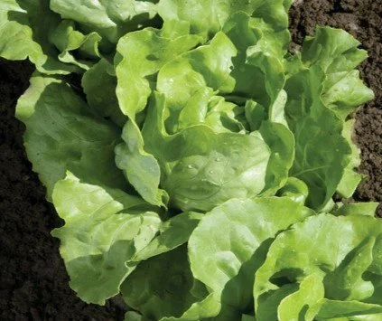 green butter.jpg