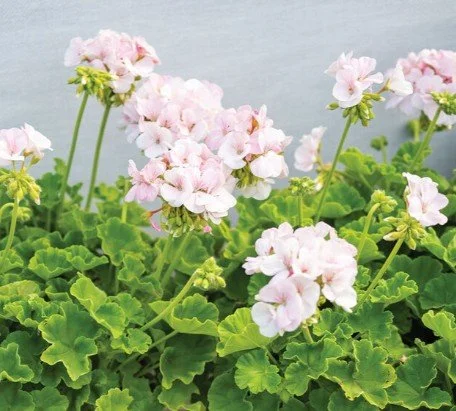 geranium.jpg