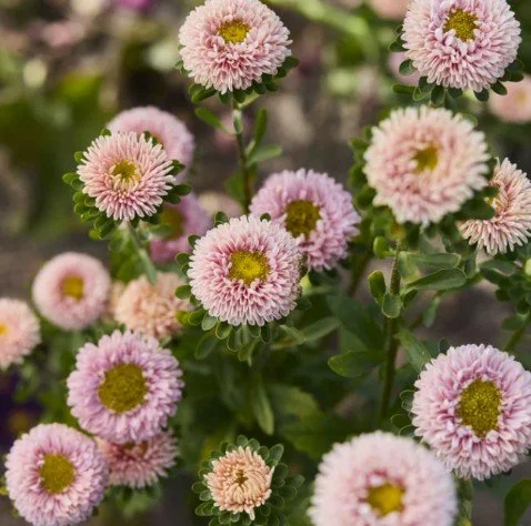 aster real.jpg