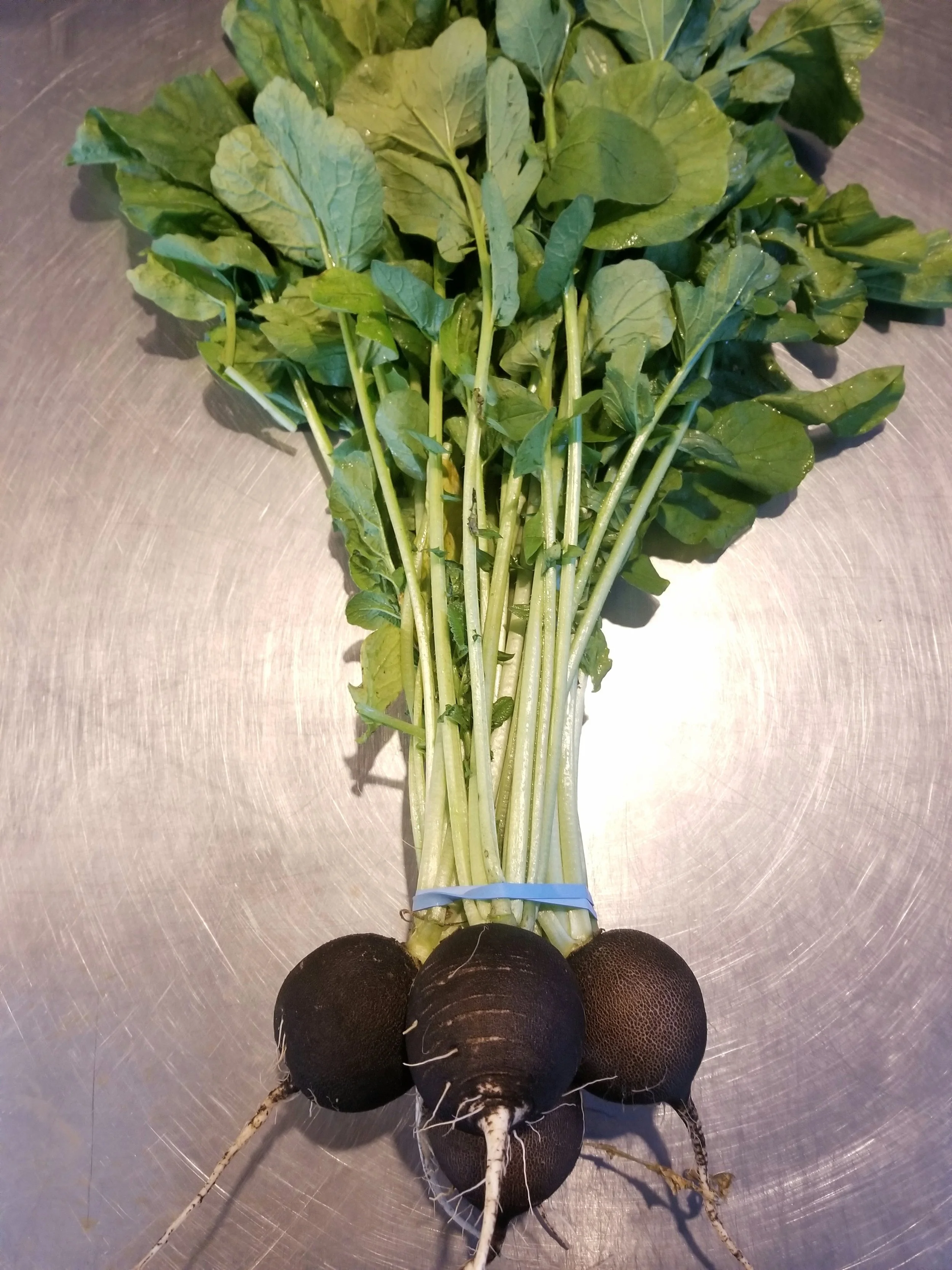 Radish, black.jpg