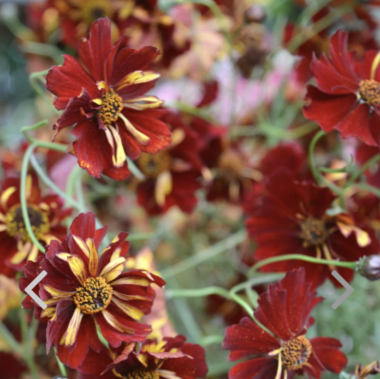 Roulette Coreopsis.jpg